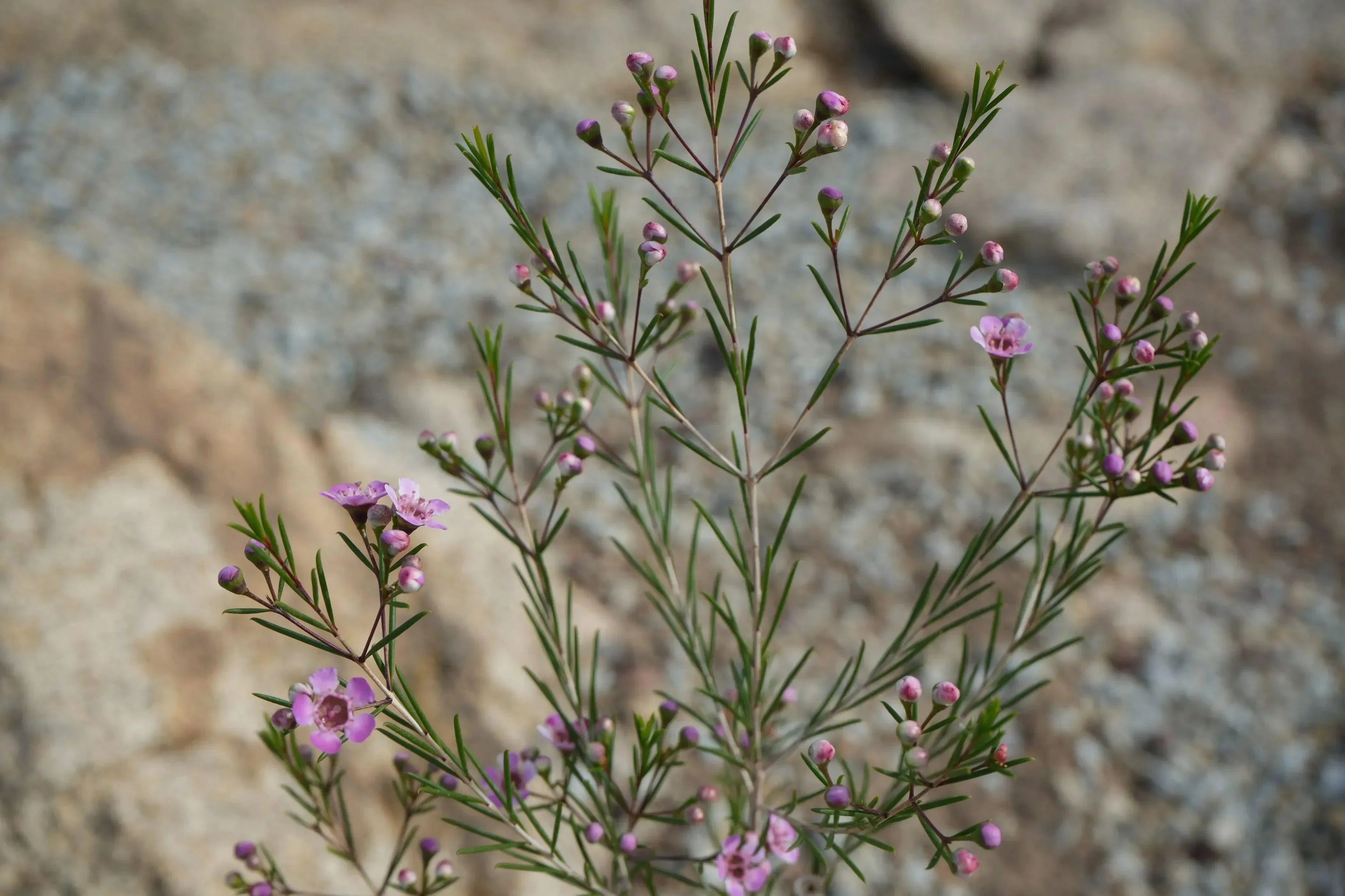 Waxflower plant with pink blooms and slender leaves in a rocky outdoor setting