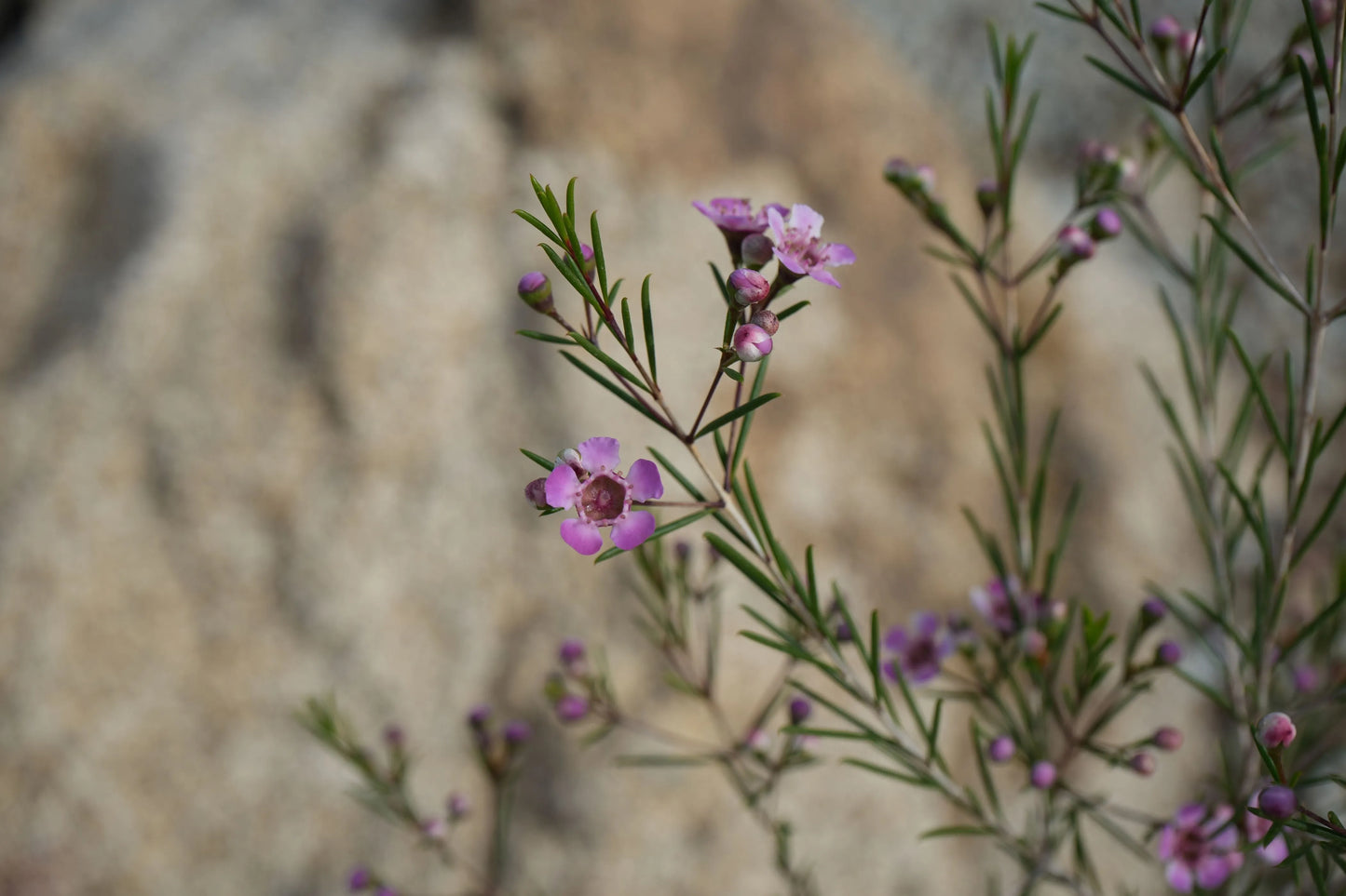 Chamelaucium uncinatum 'Purple Pride': A Burst of Purple Beauty