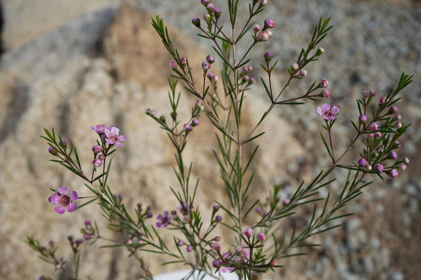 Chamelaucium uncinatum 'Purple Pride': A Burst of Purple Beauty