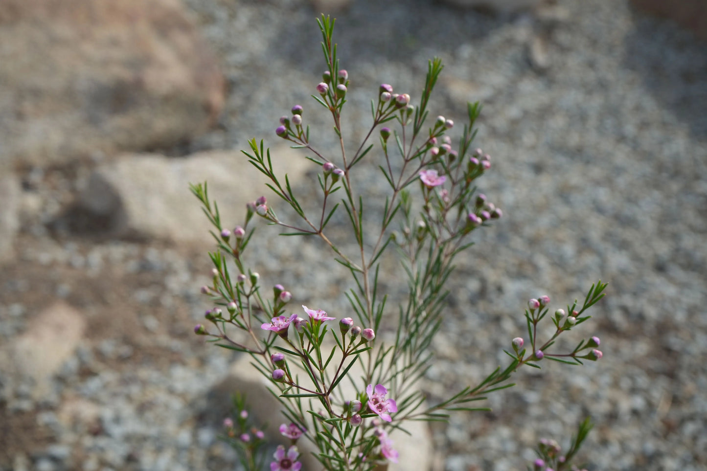 Chamelaucium uncinatum 'Purple Pride': A Burst of Purple Beauty