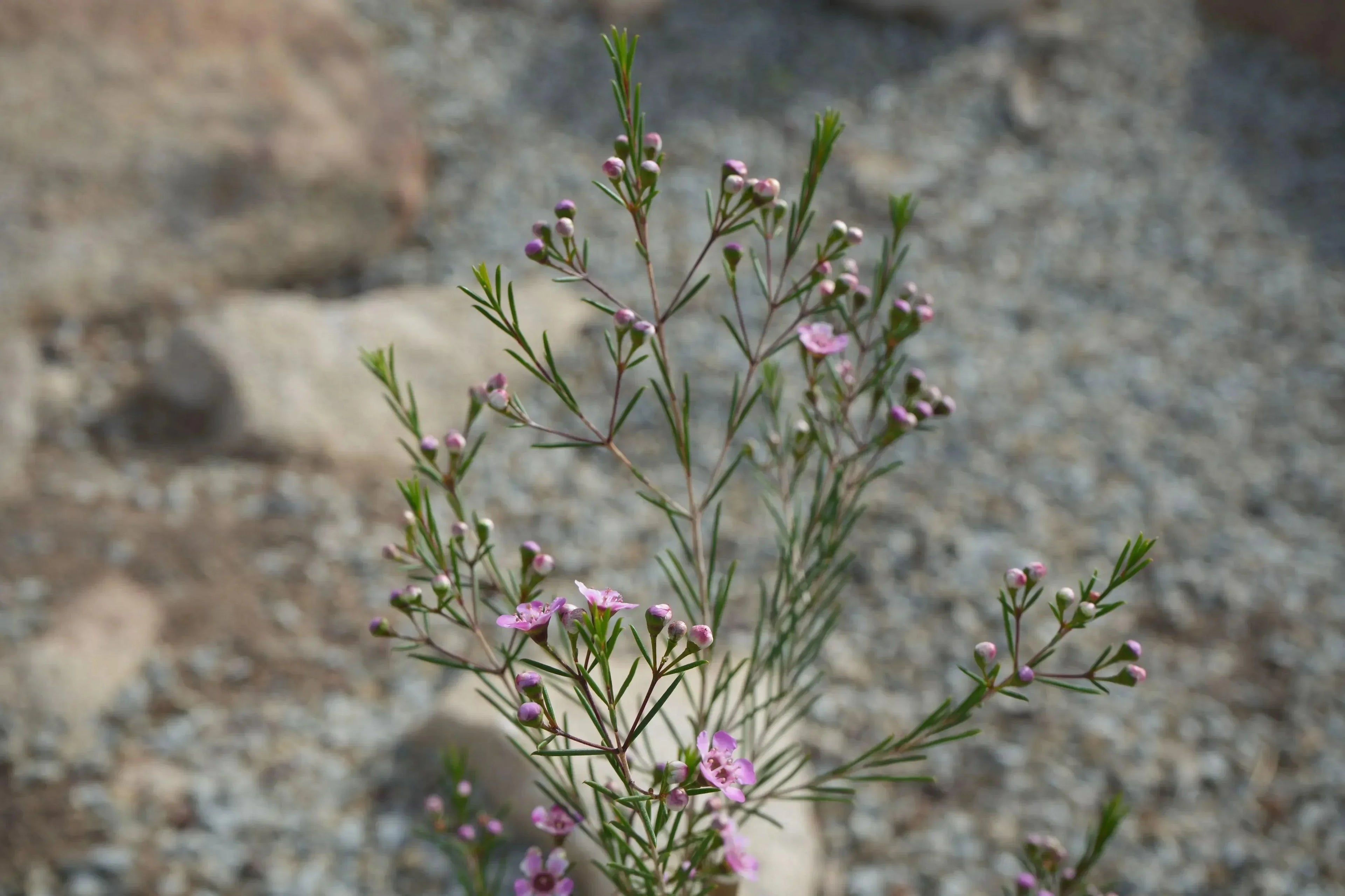 Waxflower plant with small pink blooms and narrow green leaves in a rocky outdoor setting