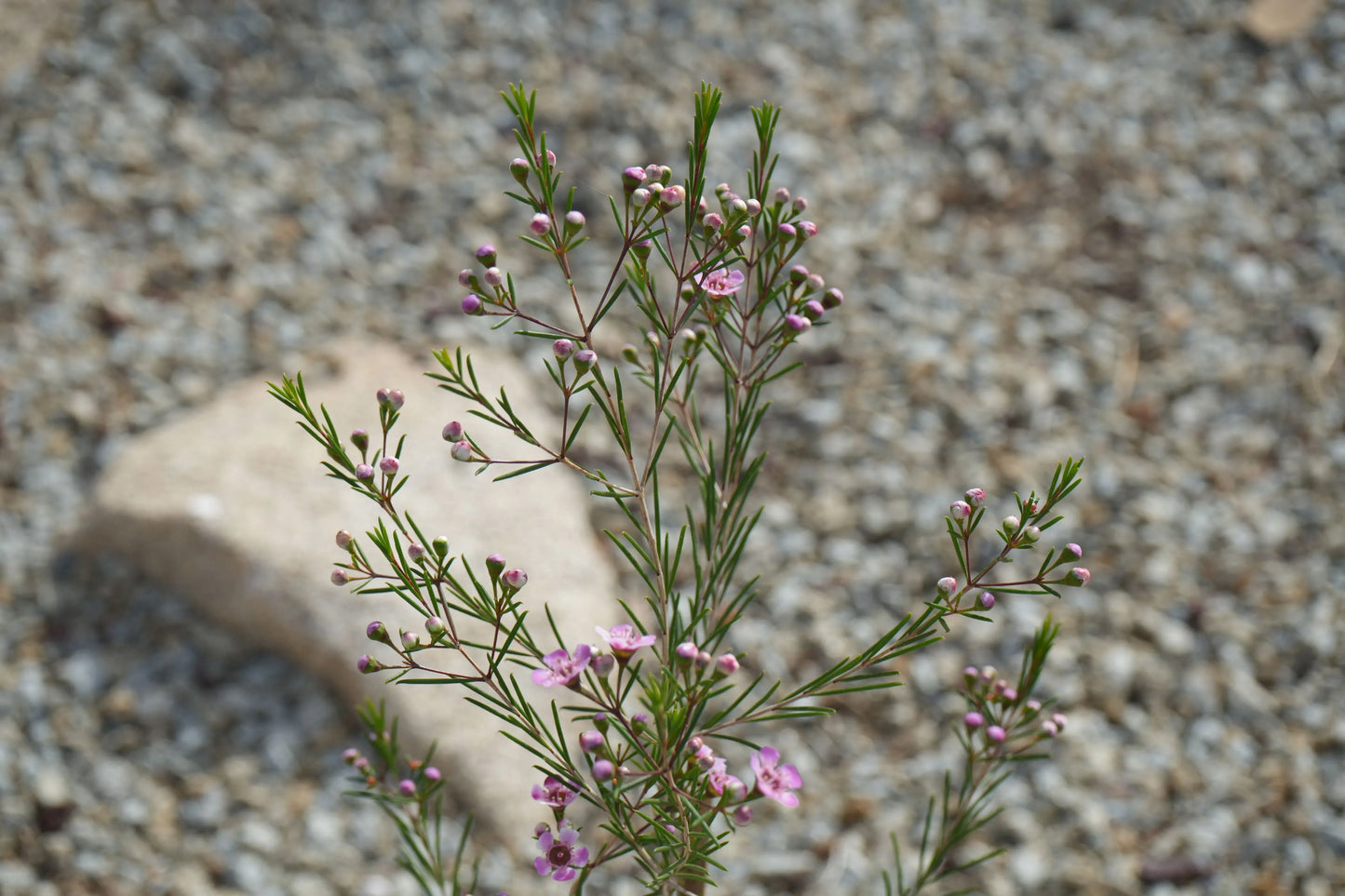 Chamelaucium uncinatum 'Purple Pride': A Burst of Purple Beauty