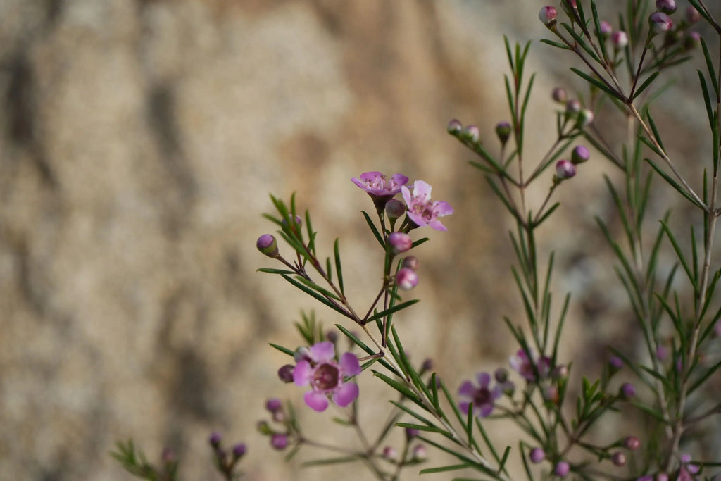 Close-up of pink waxflower blooms with slender green leaves against a blurred natural background