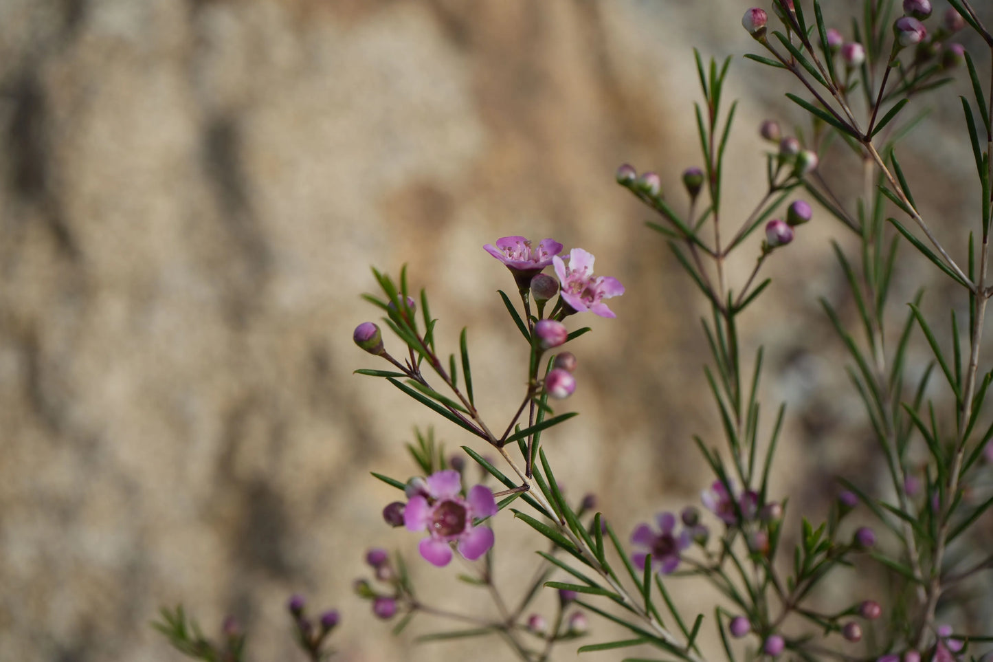 Chamelaucium uncinatum 'Purple Pride': A Burst of Purple Beauty