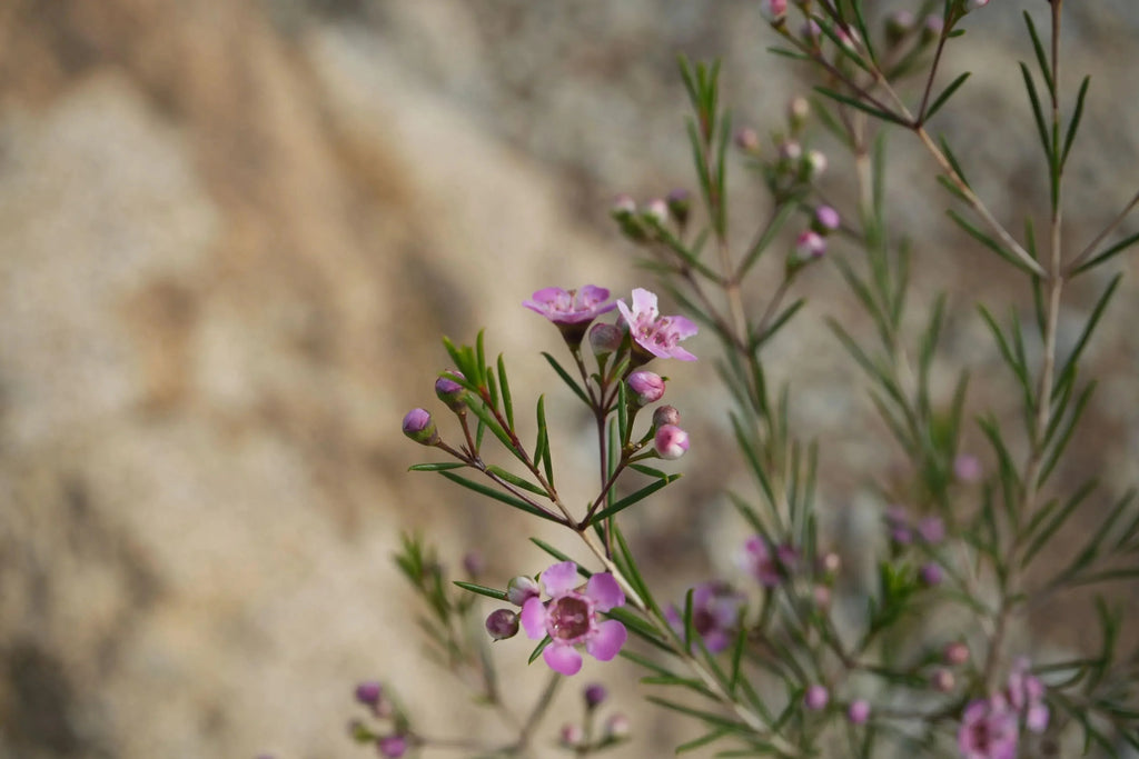 Close-up of waxflower plant with pink blossoms and green stems outdoors