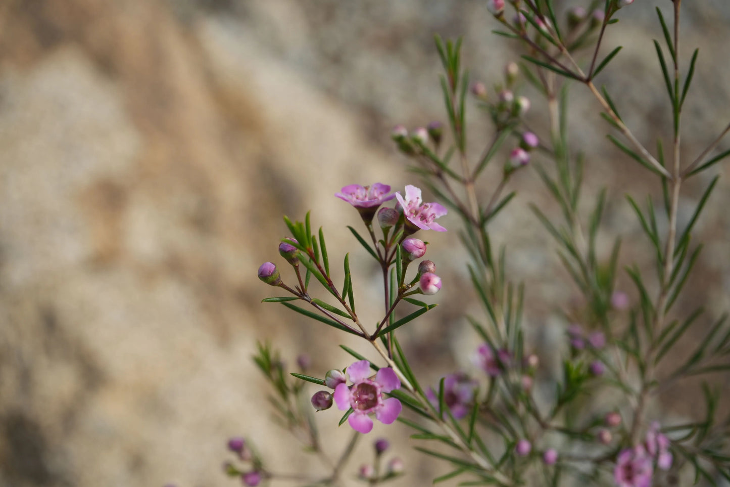 Chamelaucium uncinatum 'Purple Pride': A Burst of Purple Beauty