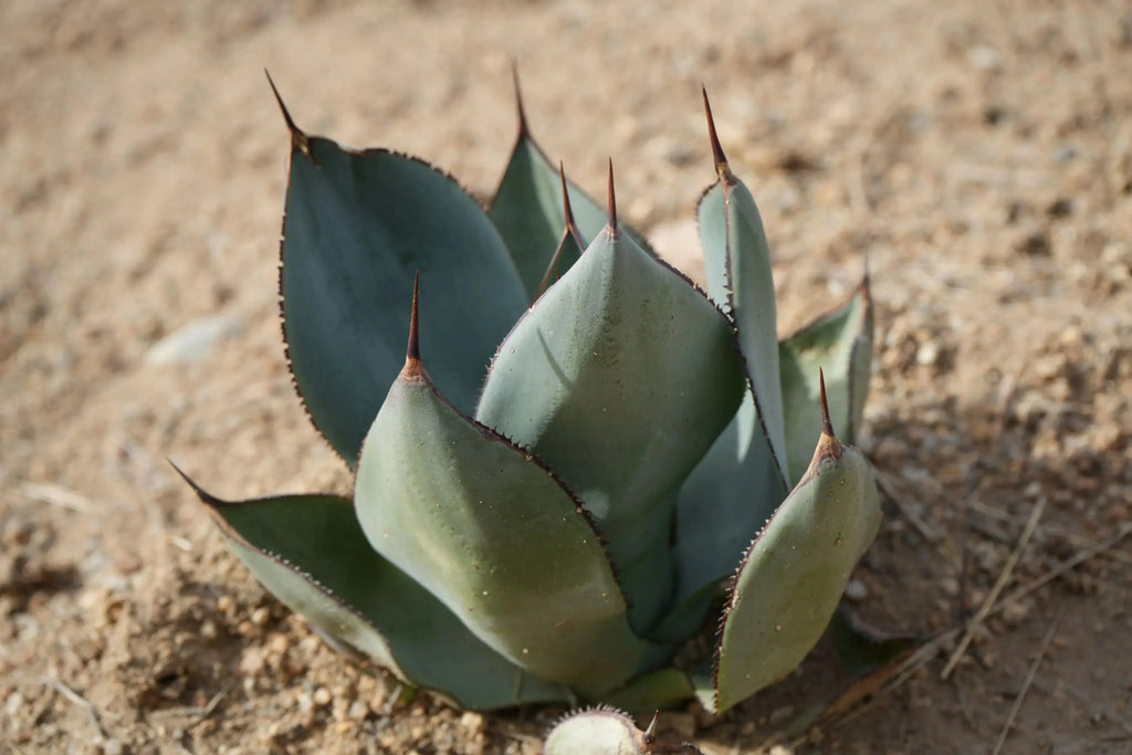 Agave Nova succulent with thick blue-green leaves and sharp tips growing in dry soil