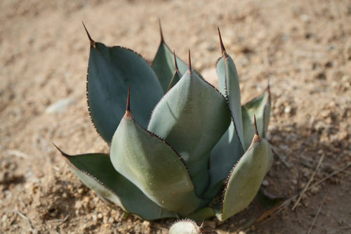 Agave Nova succulent with thick blue-green leaves and sharp tips growing in dry soil