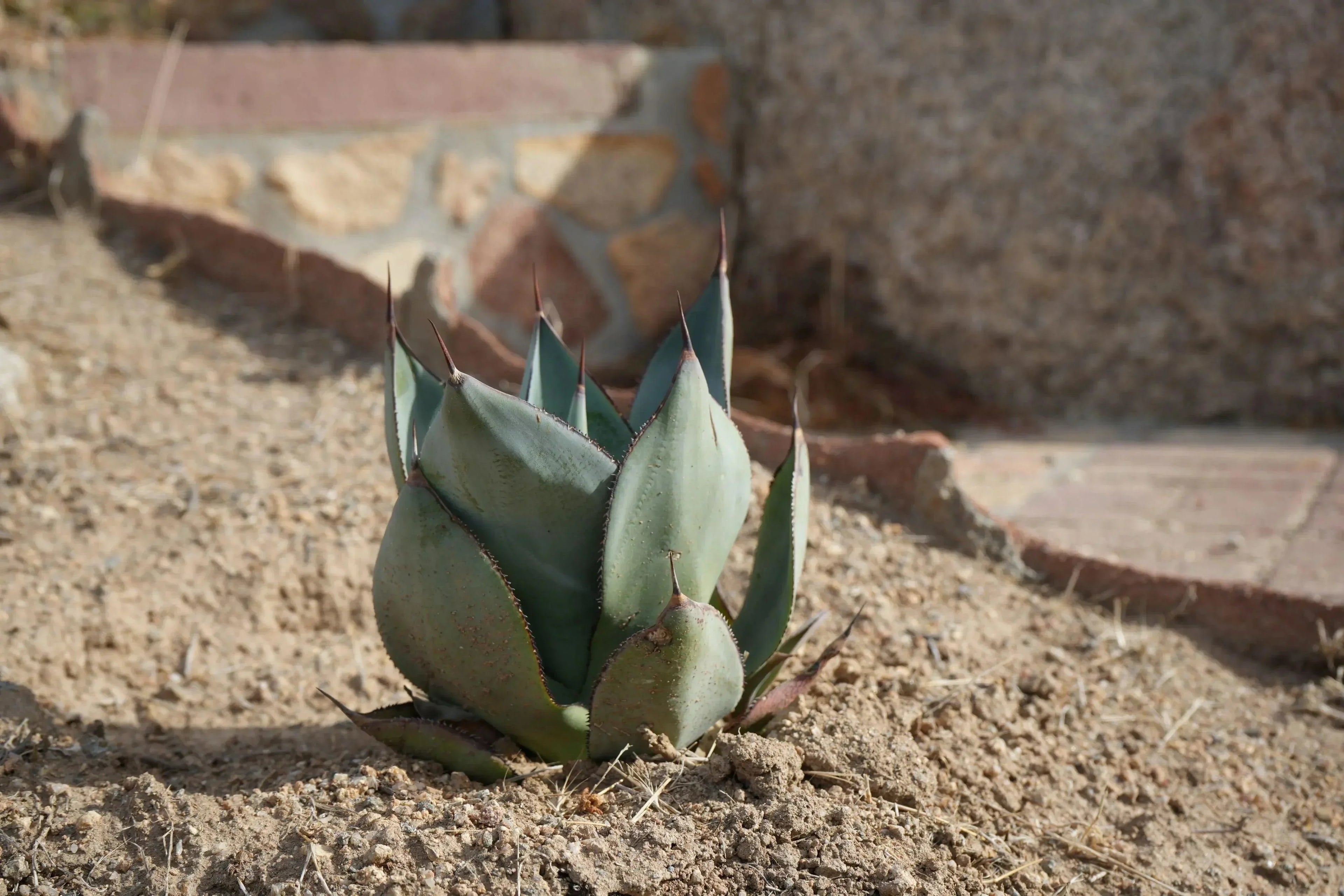 Agave Nova succulent with thick, pointed leaves growing in dry soil outdoors