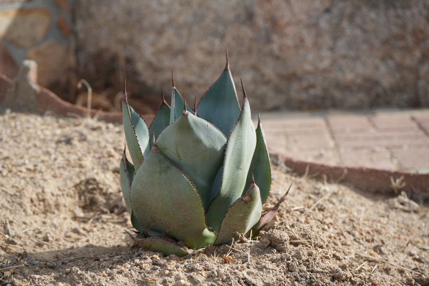 Agave Celsii 'Nova': A Stellar Addition to Your Garden - Bonte Farm