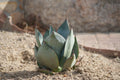Agave nova succulent with pointed leaves planted in dry soil outdoors