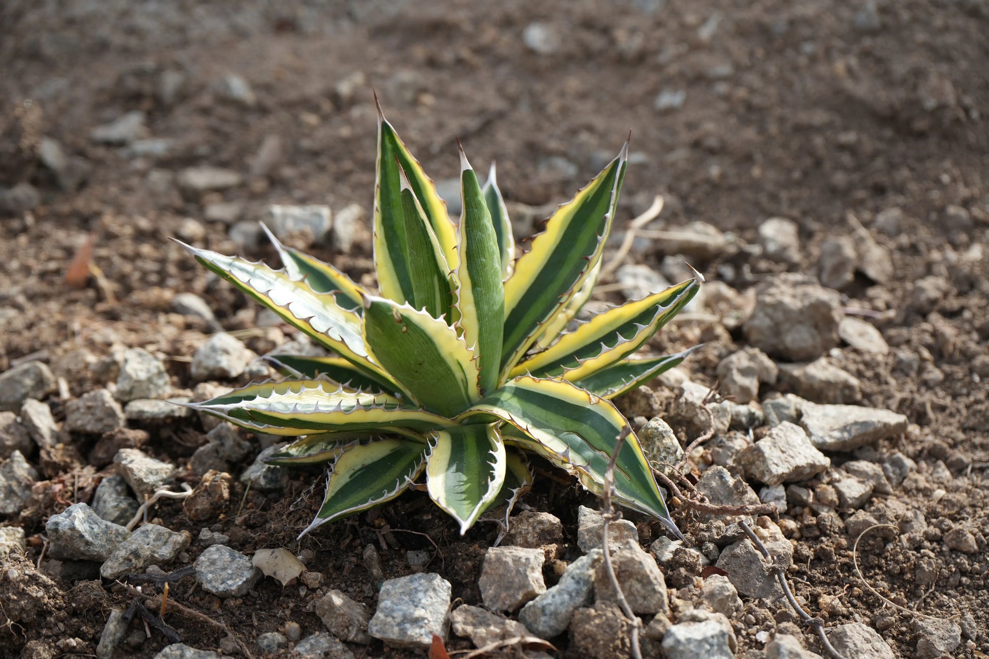 Agave lophantha 'Quadricolor': Marvelous Multicolor Succulent - Bonte Farm