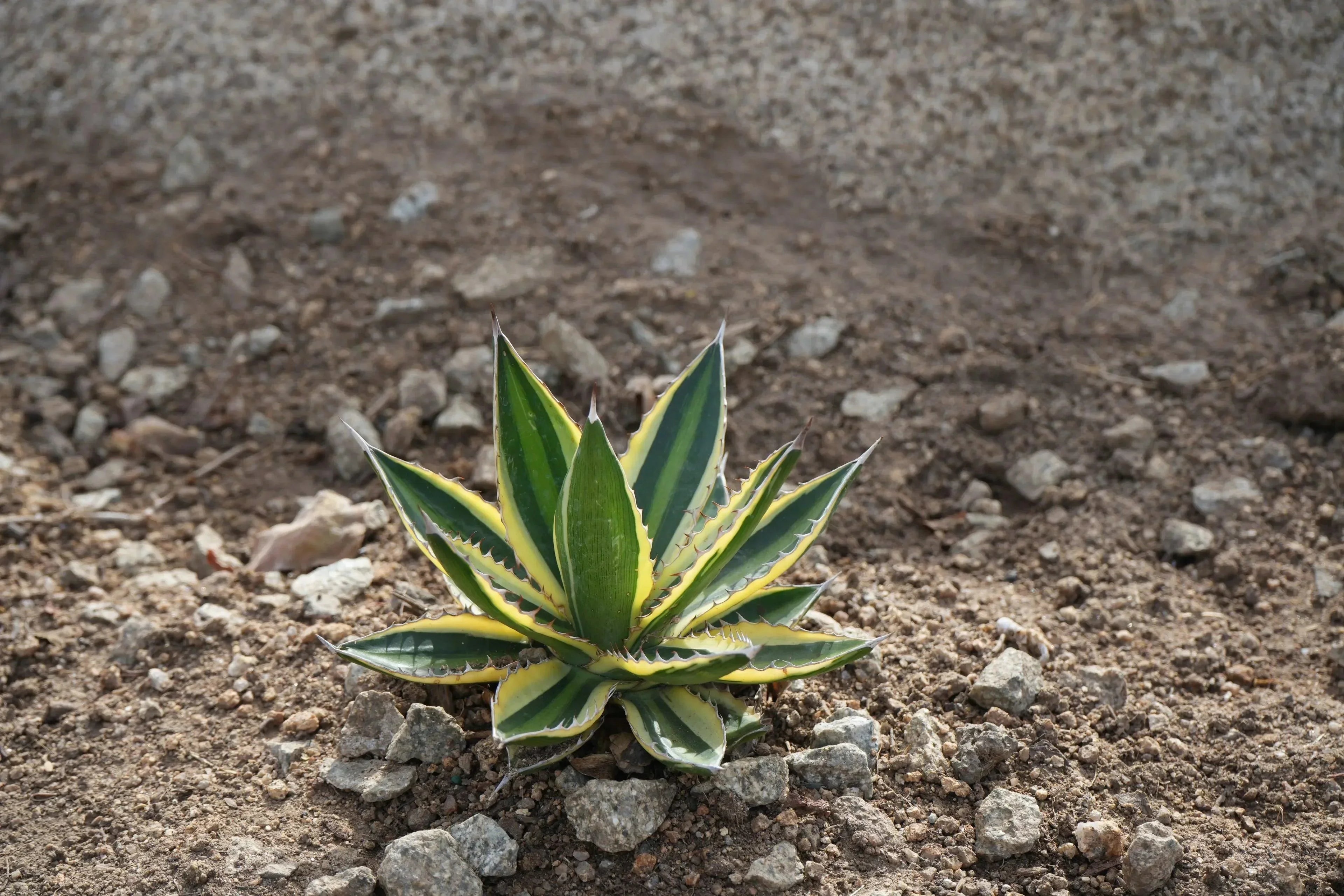 Agave Quadricolor succulent with green and yellow variegated leaves growing in rocky soil