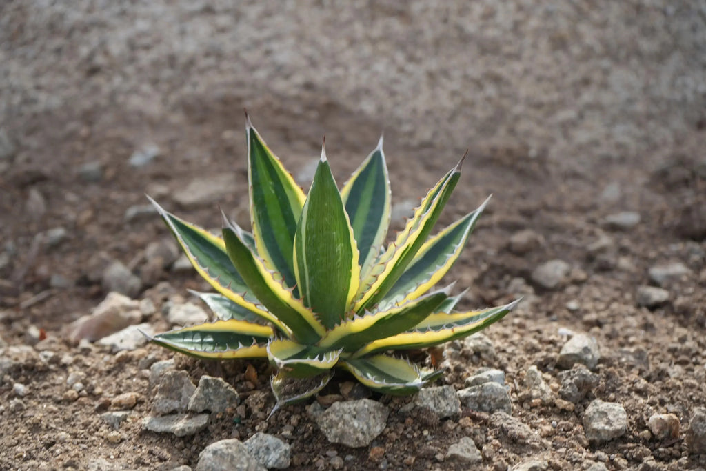 Agave quadricolor succulent with green and yellow variegated leaves in rocky soil