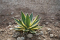 Agave quadricolor succulent with green and yellow variegated leaves in rocky soil