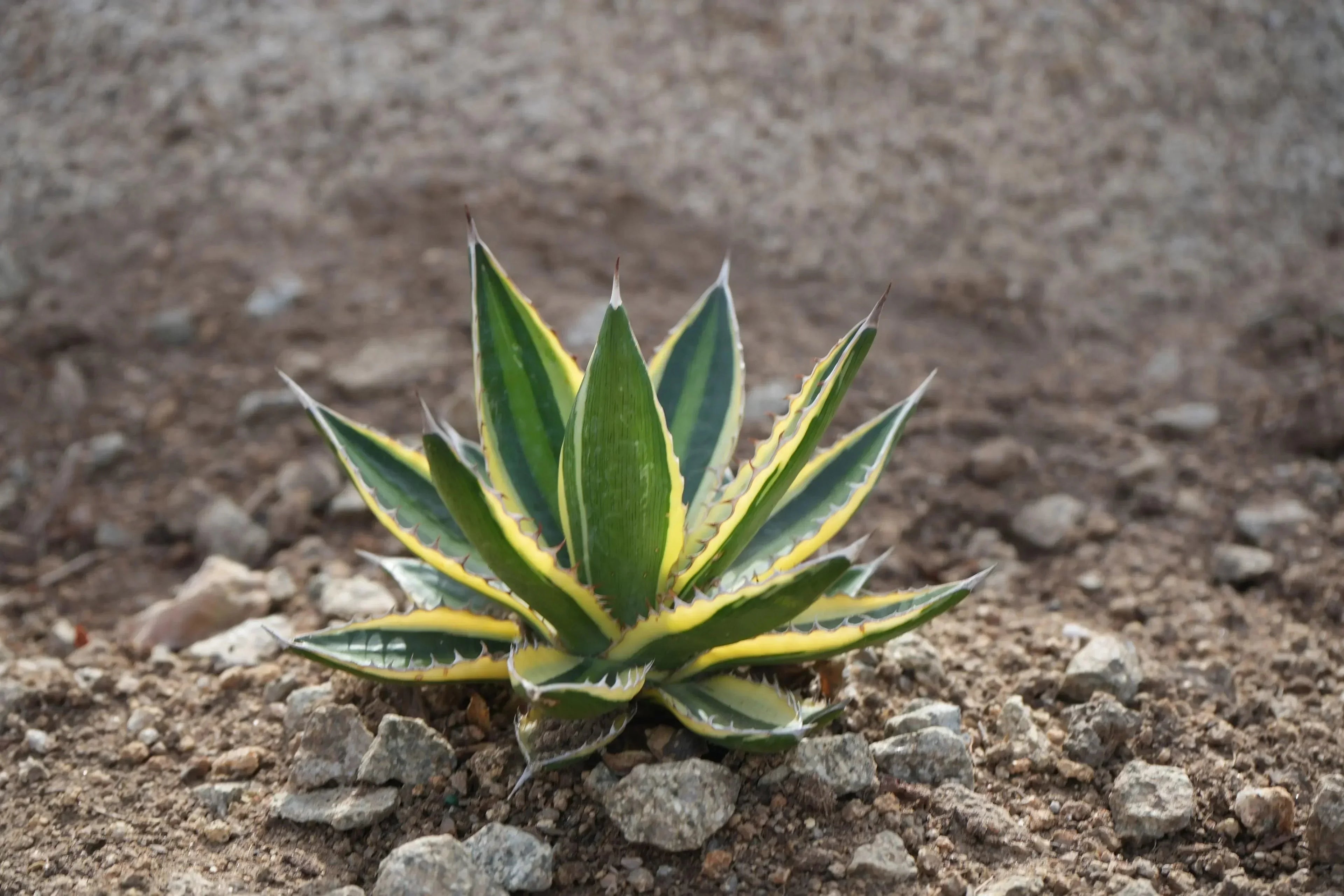 Agave quadricolor succulent with green and yellow variegated leaves in rocky soil