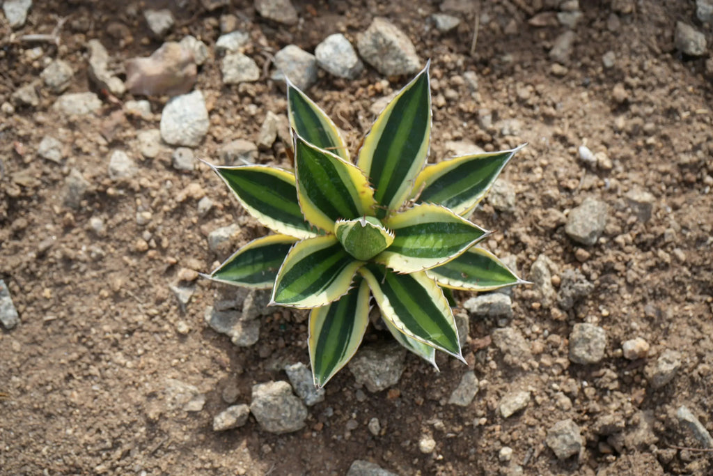 Agave quadricolor succulent with yellow and green striped leaves growing outdoors in rocky soil