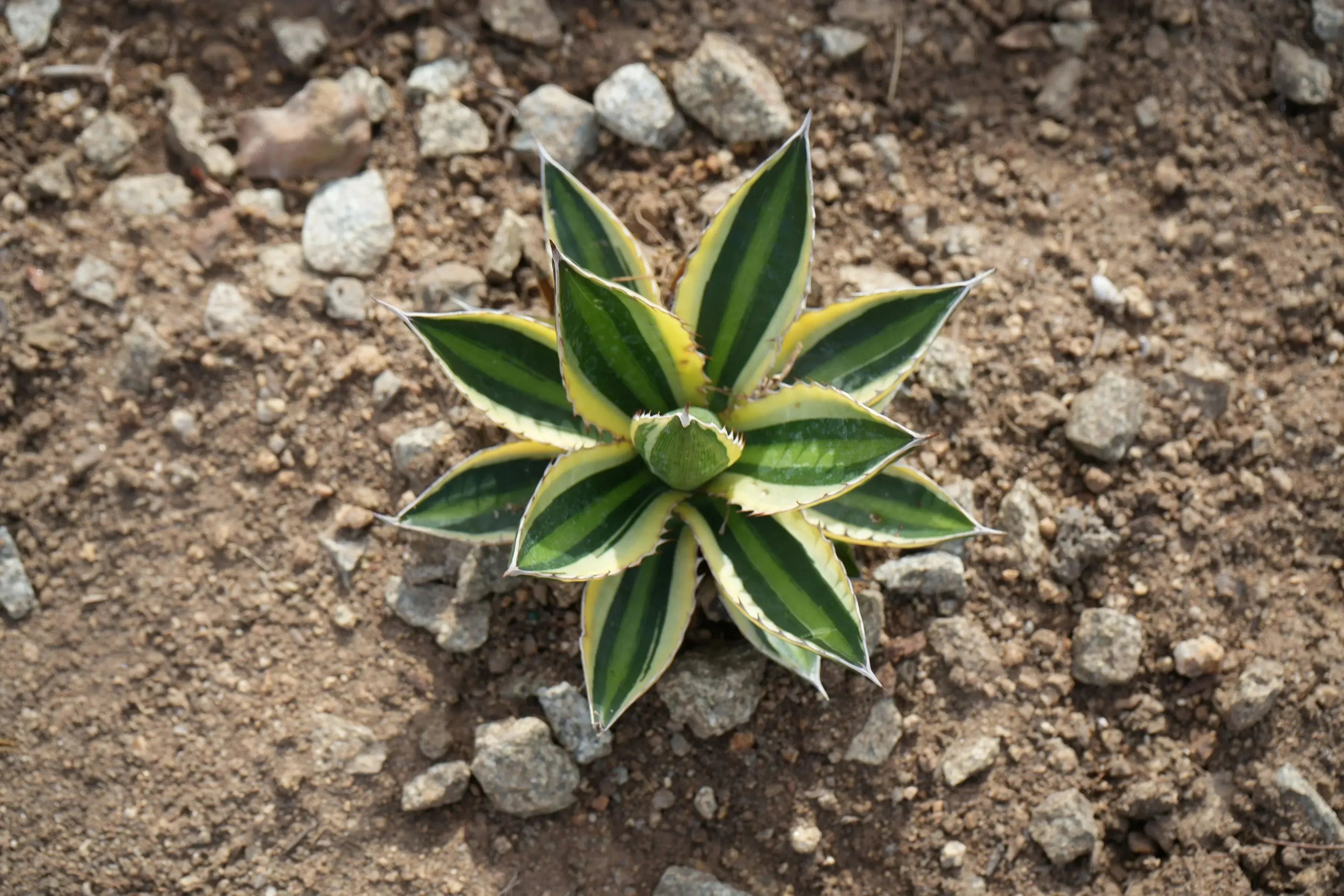 Agave quadricolor succulent with yellow and green striped leaves growing outdoors in rocky soil