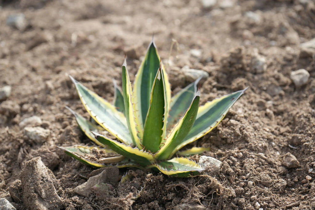 Agave quadricolor succulent with yellow and green striped leaves growing outdoors in soil