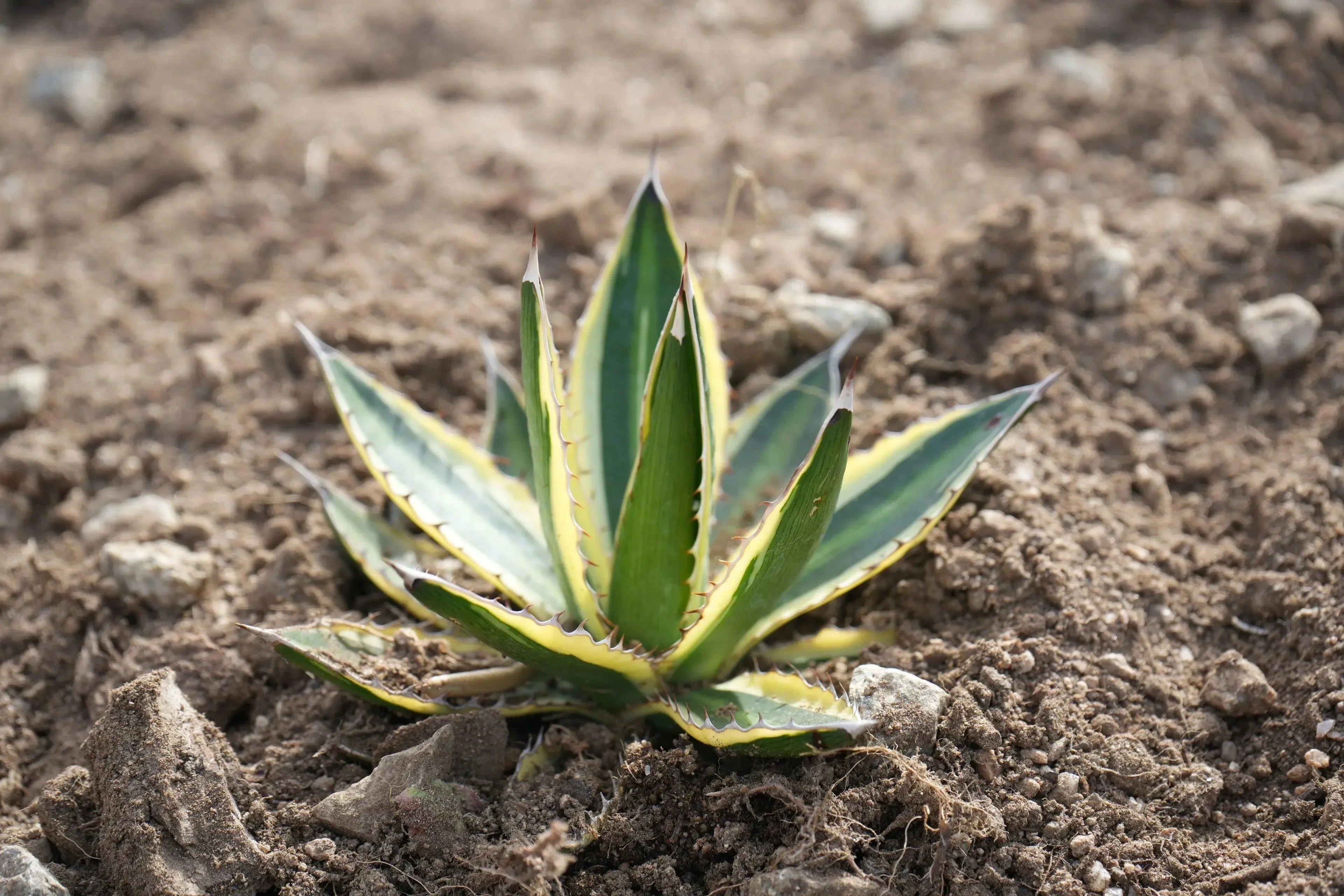 Agave quadricolor succulent with yellow and green striped leaves growing outdoors in soil