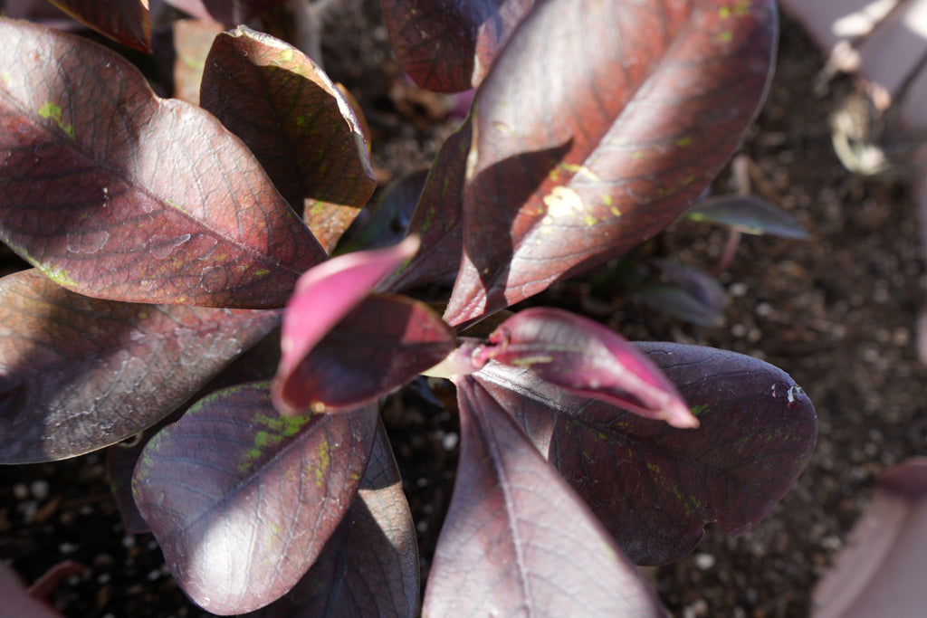 Euphorbia umbellata Rubra plant with dark reddish leaves in a garden setting