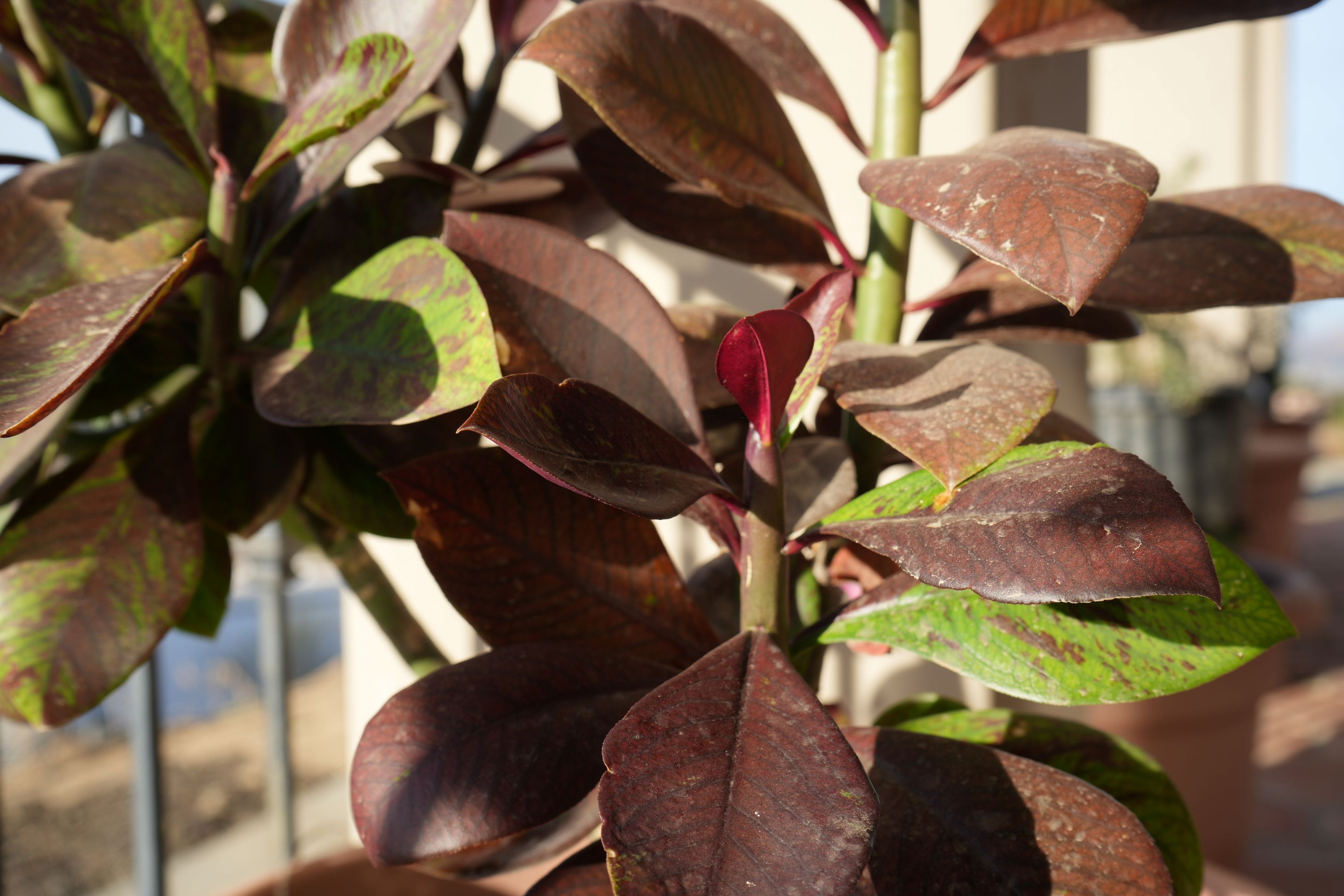 Euphorbia umbellata Rubra plant with broad reddish-green leaves in sunlight