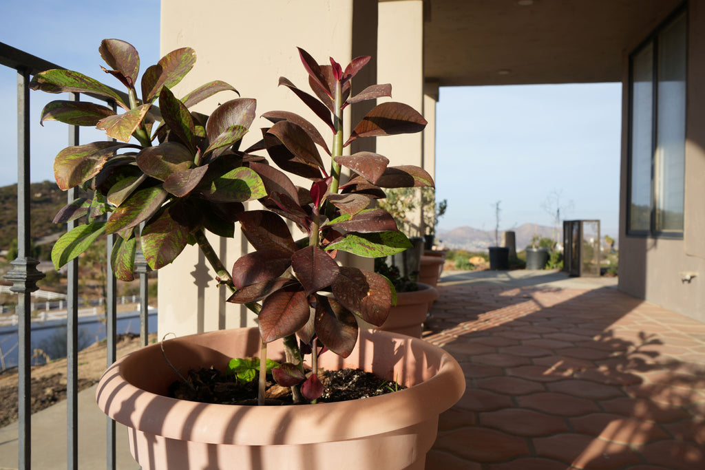 Euphorbia umbellata Rubra with red-green leaves in a terracotta pot on a sunny patio