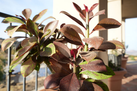 Euphorbia umbellata 'Rubra': Ignite Your Garden with Vibrant Color