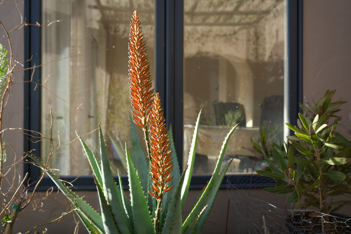 Aloe arborescens x ferox 'Tangerine': A Fiery Succulent - Bonte Farm