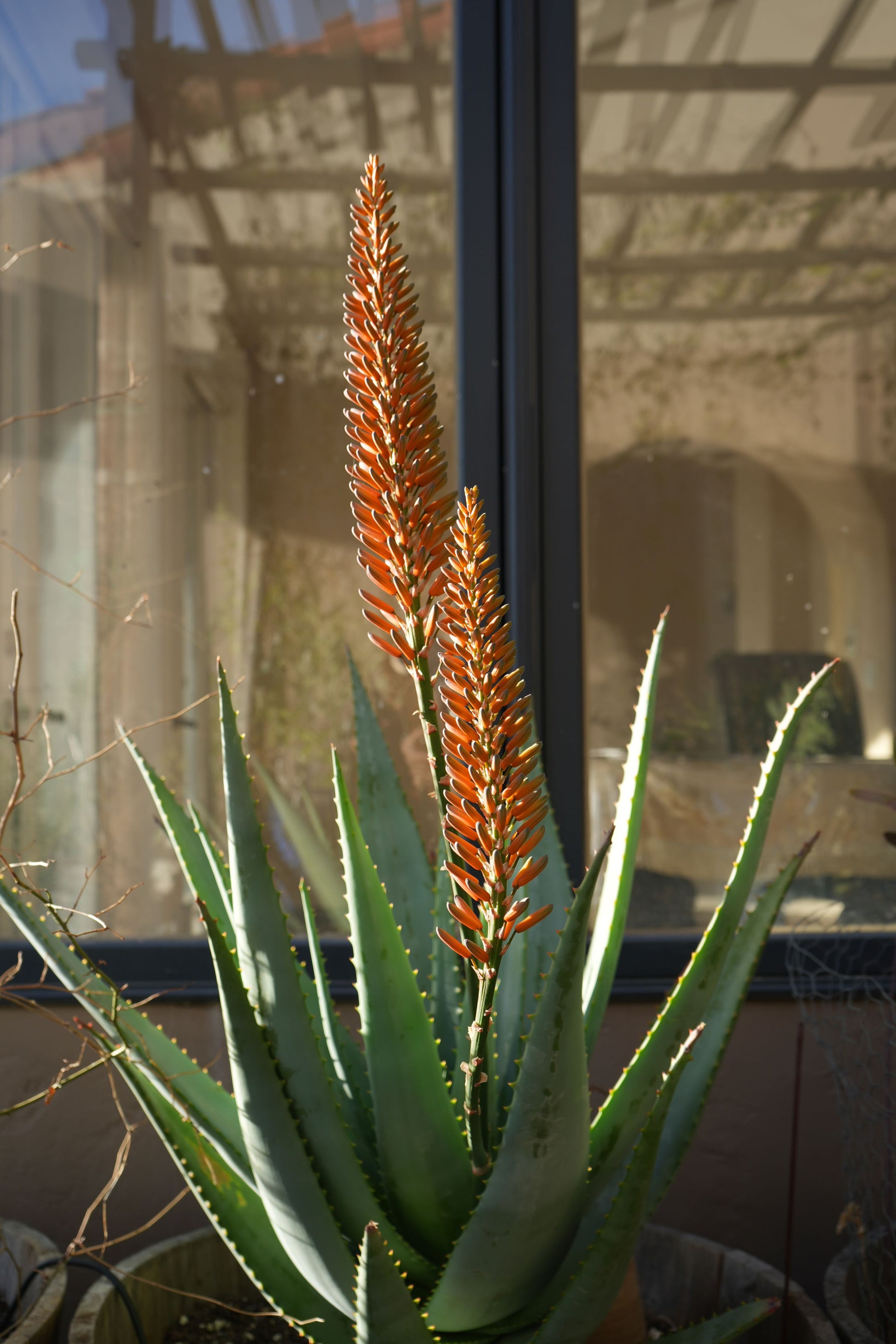 Aloe arborescens x ferox 'Tangerine': A Fiery Succulent - Bonte Farm