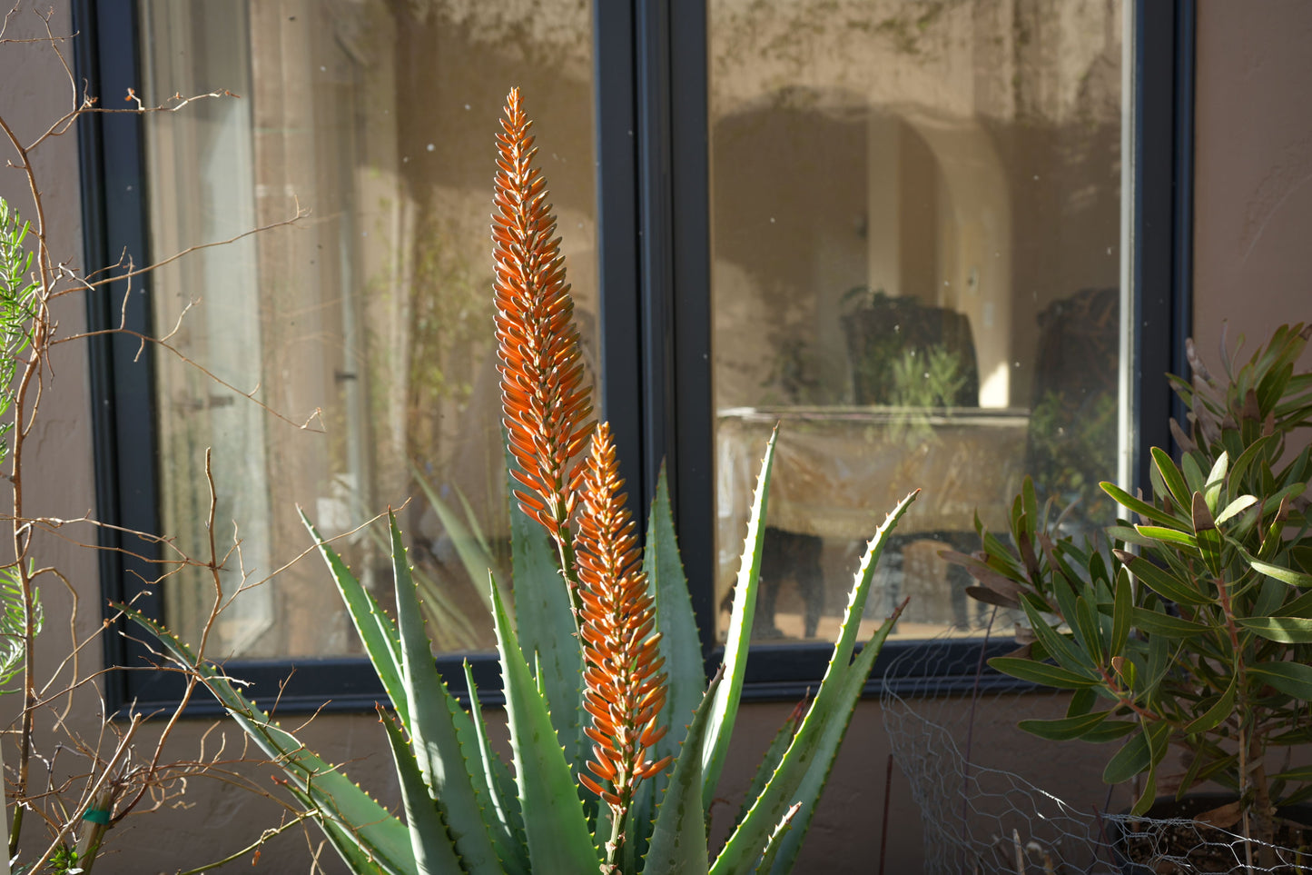 Aloe arborescens x ferox 'Tangerine': A Fiery Succulent - Bonte Farm