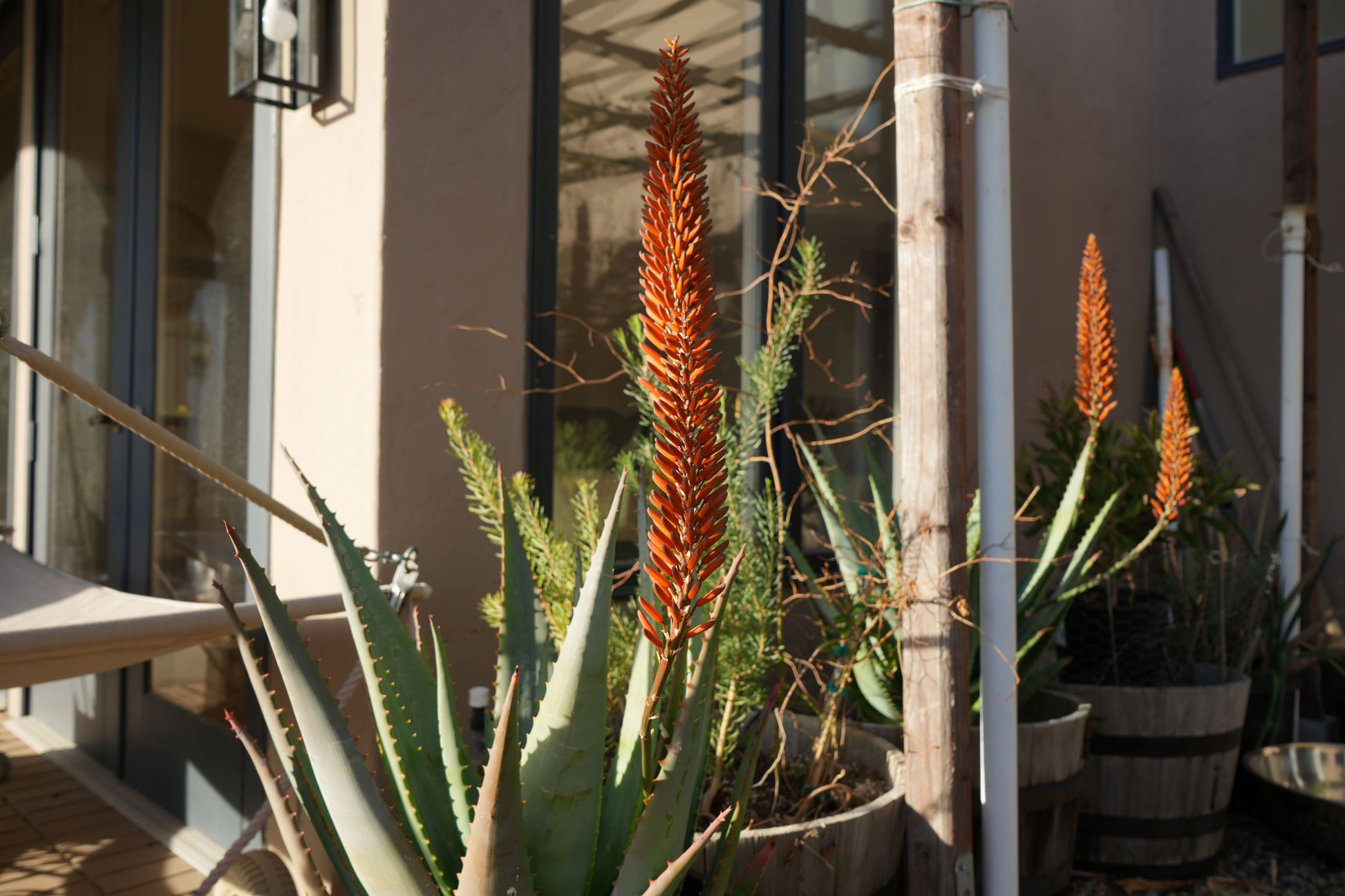 Aloe arborescens x ferox 'Tangerine': A Fiery Succulent - Bonte Farm