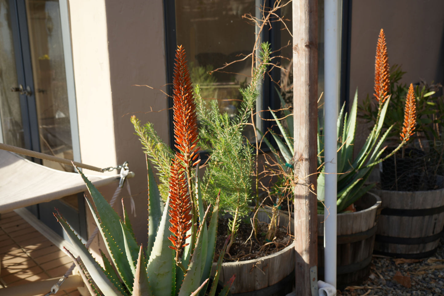 Aloe arborescens x ferox 'Tangerine': A Fiery Succulent - Bonte Farm