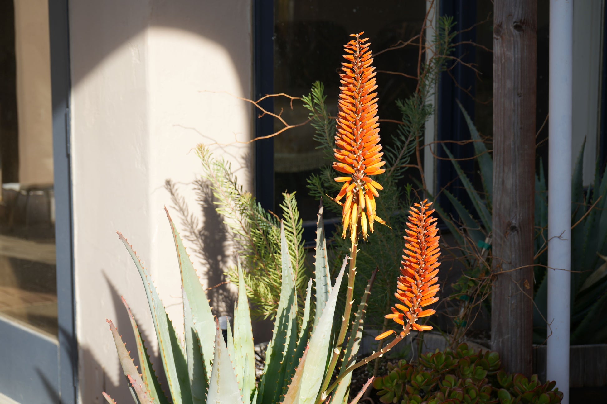 Aloe arborescens x ferox 'Tangerine': A Fiery Succulent - Bonte Farm