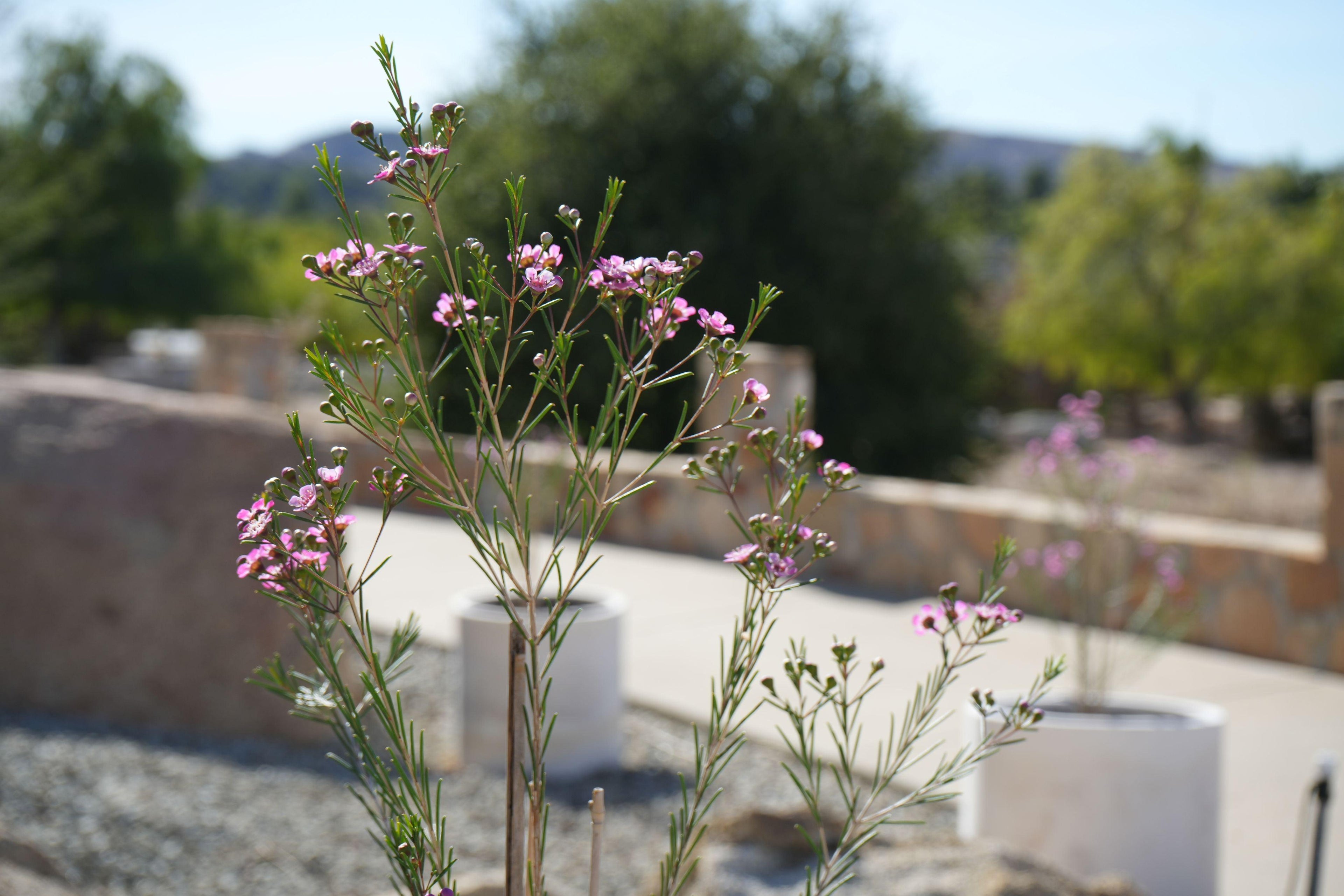 lavender wax flower Chamelaucium uncinatum Waxflower: A Burst of Beauty – Bonte Farm