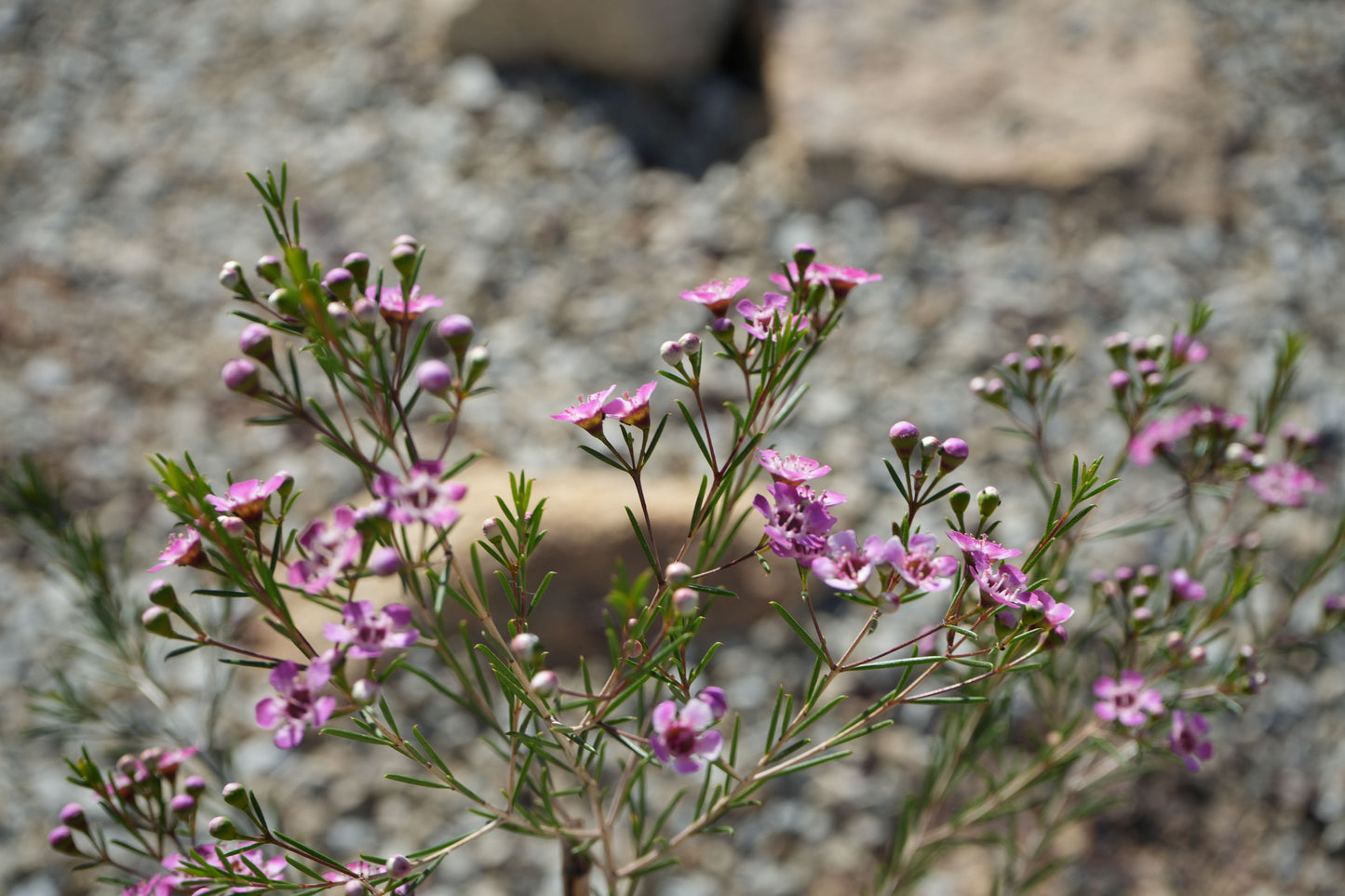 Chamelaucium uncinatum 'Purple Pride' Waxflower: A Burst of Purple Beauty