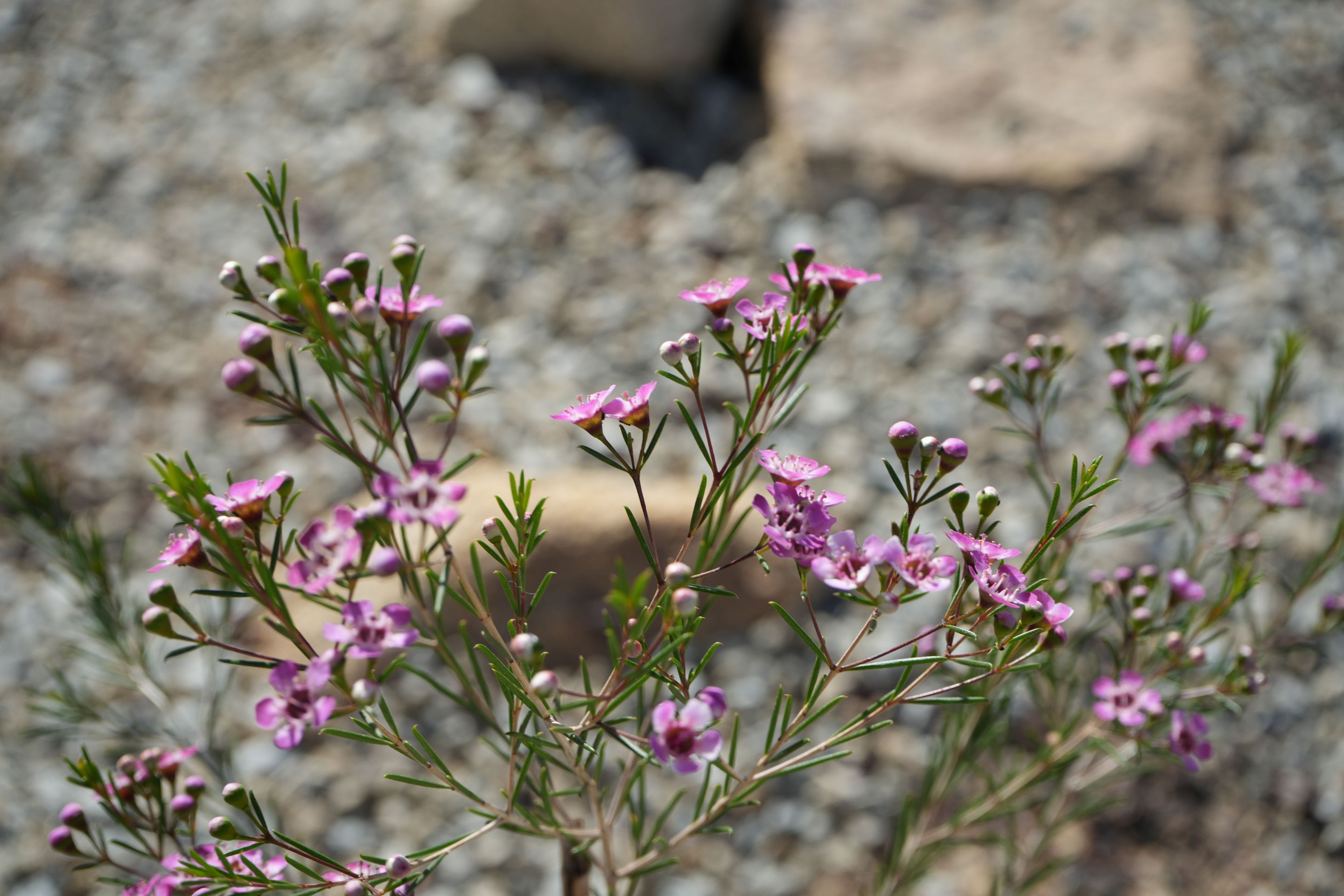 Pink waxflower plant with small blooms and needle-like green leaves outdoors on gravel