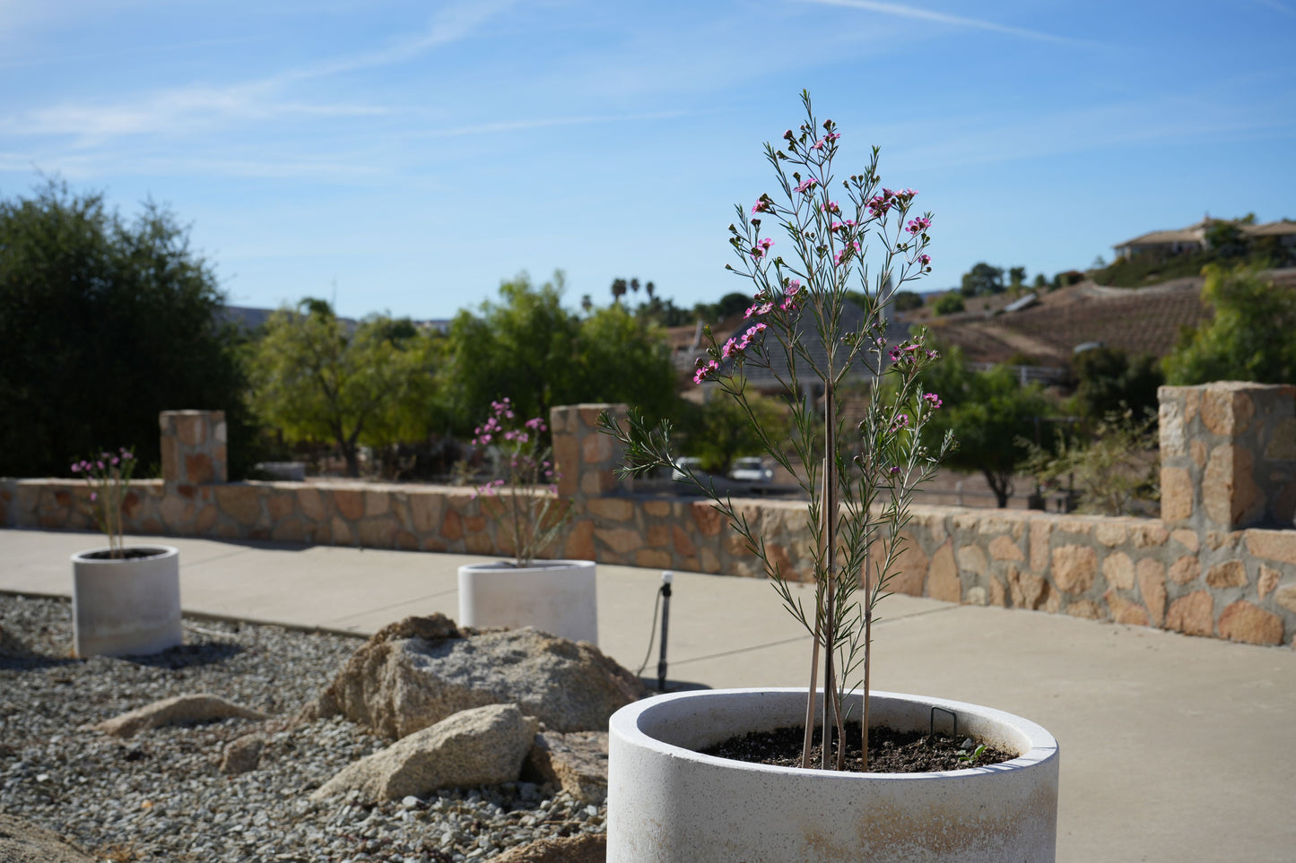 Chamelaucium uncinatum 'Purple Pride' Waxflower: A Burst of Purple Beauty