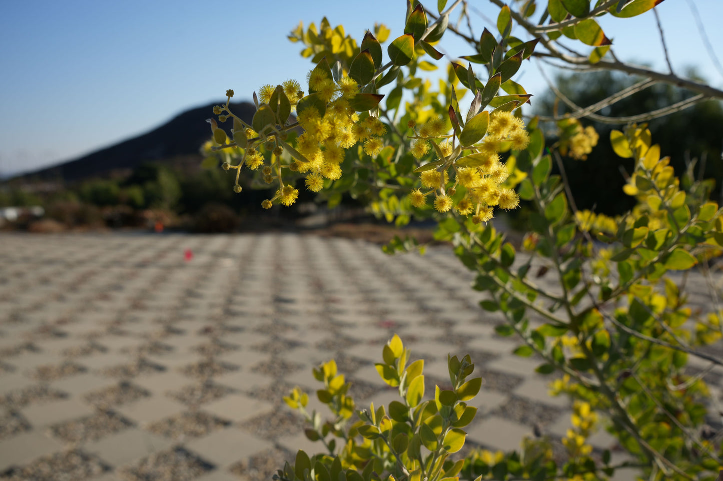 Acacia podalyriifolia: Pearl Acacia Magic, yellow pompom flowers