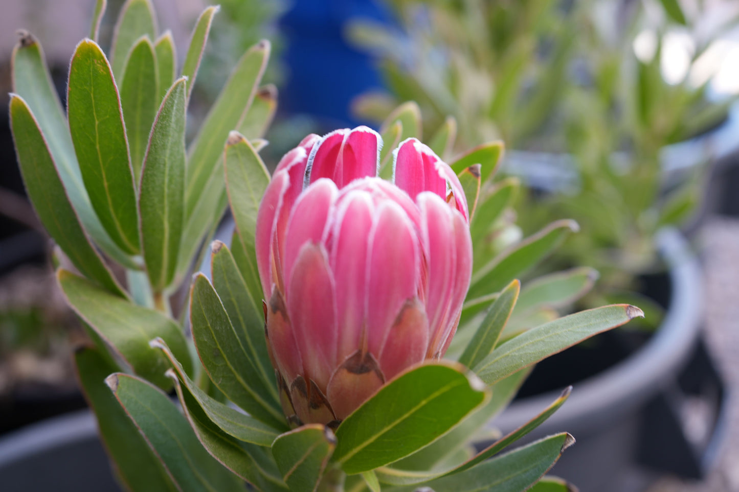 Protea 'Trish Compacta': Vibrant Pink Flowering Protea Plant