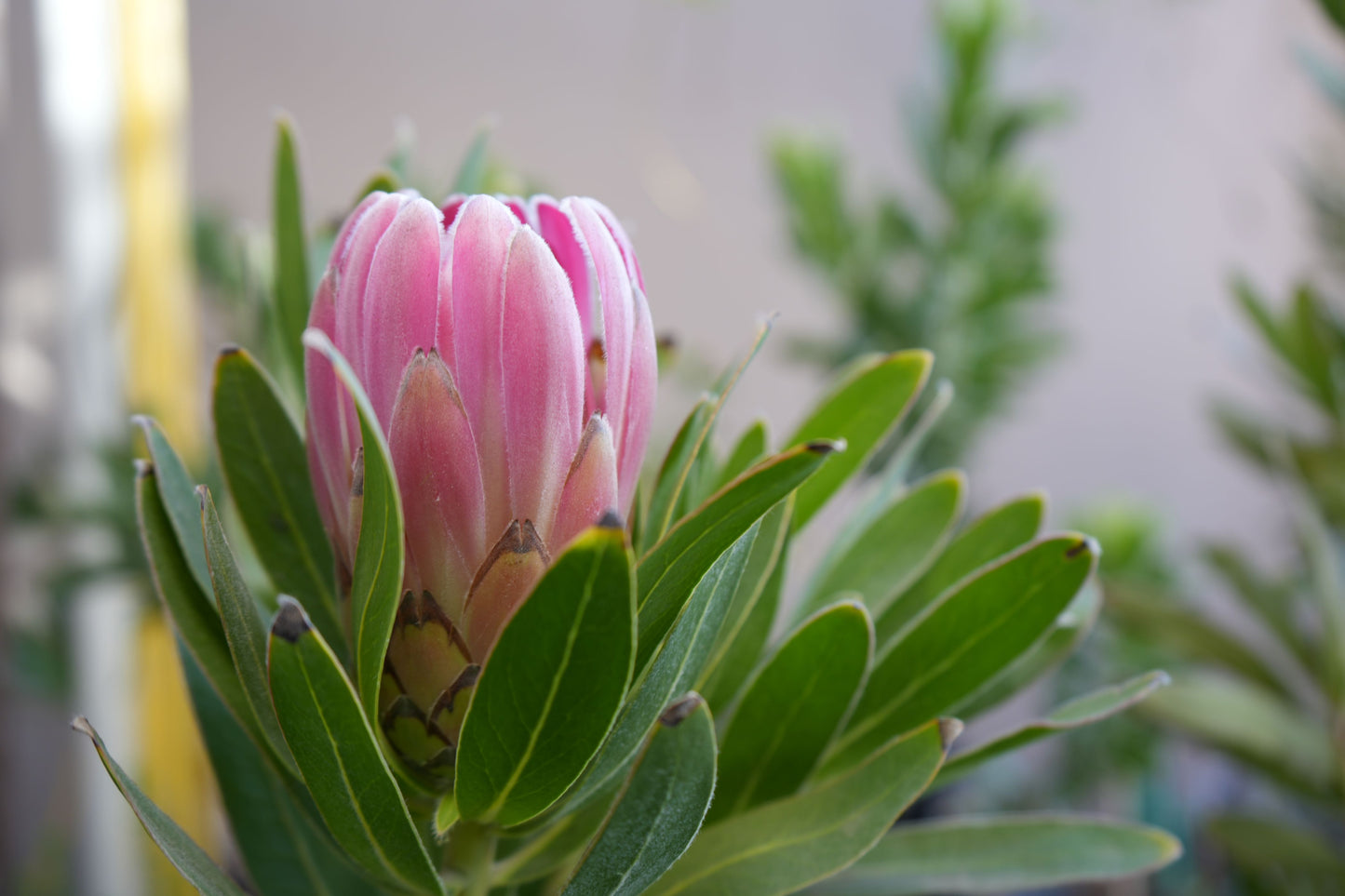 Protea 'Trish Compacta': Vibrant Pink Flowering Protea Plant