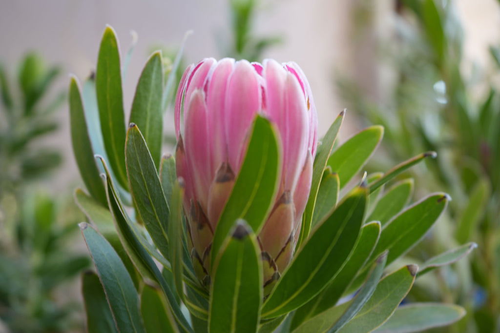 Close-up of pink protea flower bud with green leaves, exotic plant in natural light