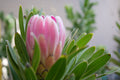 Close-up of a pink protea flower with green leaves, exotic flowering plant