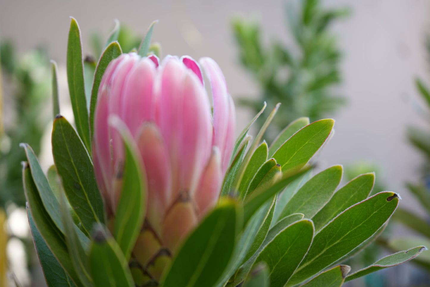 Protea 'Trish Compacta': Vibrant Pink Flowering Protea Plant