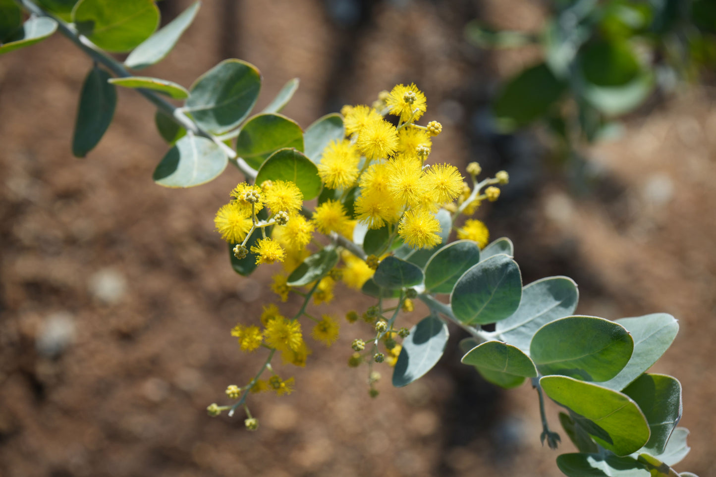 Acacia podalyriifolia: Pearl Acacia Magic, yellow pompom flowers