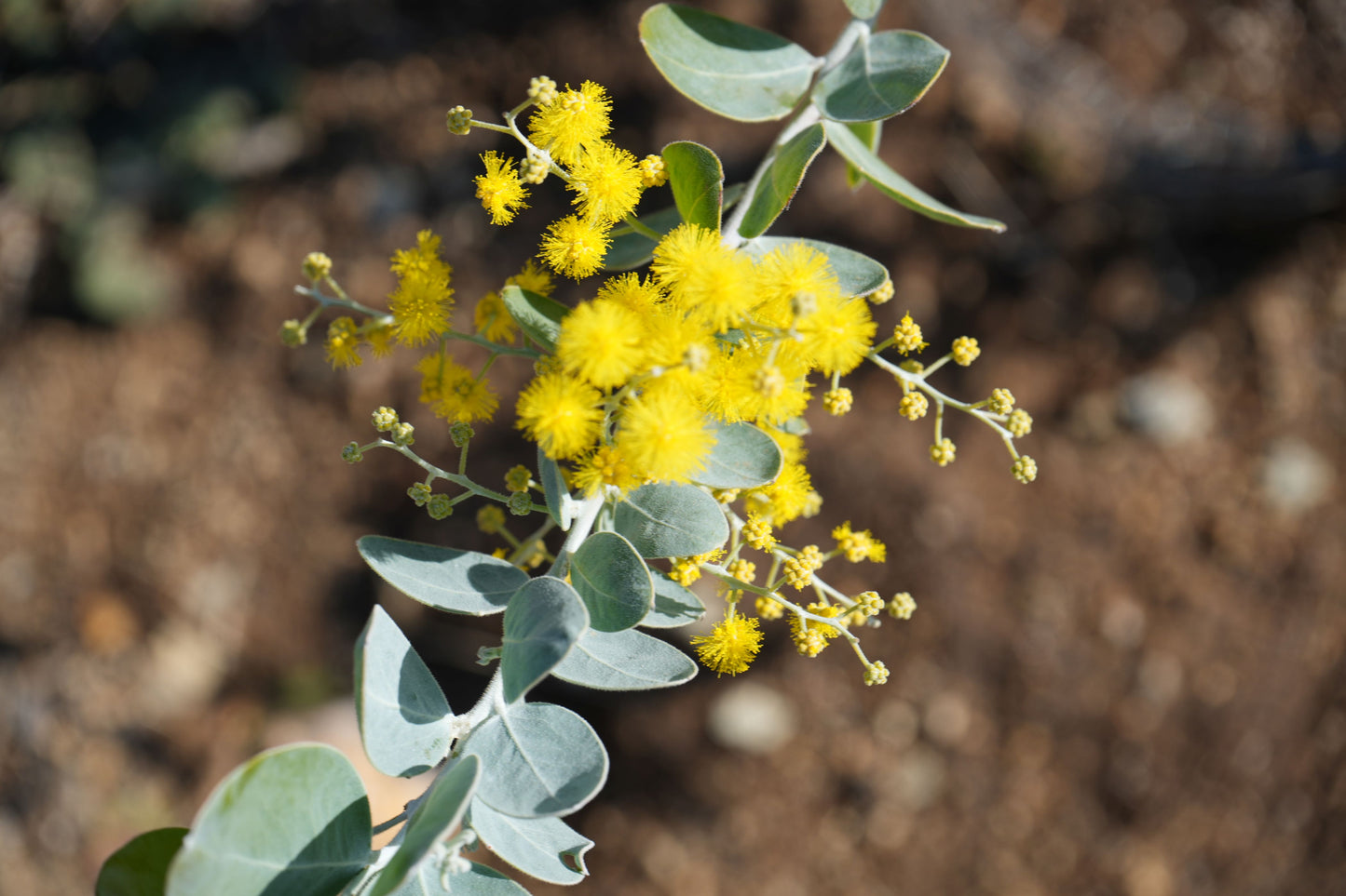 Acacia podalyriifolia: Pearl Acacia Magic, yellow pompom flowers