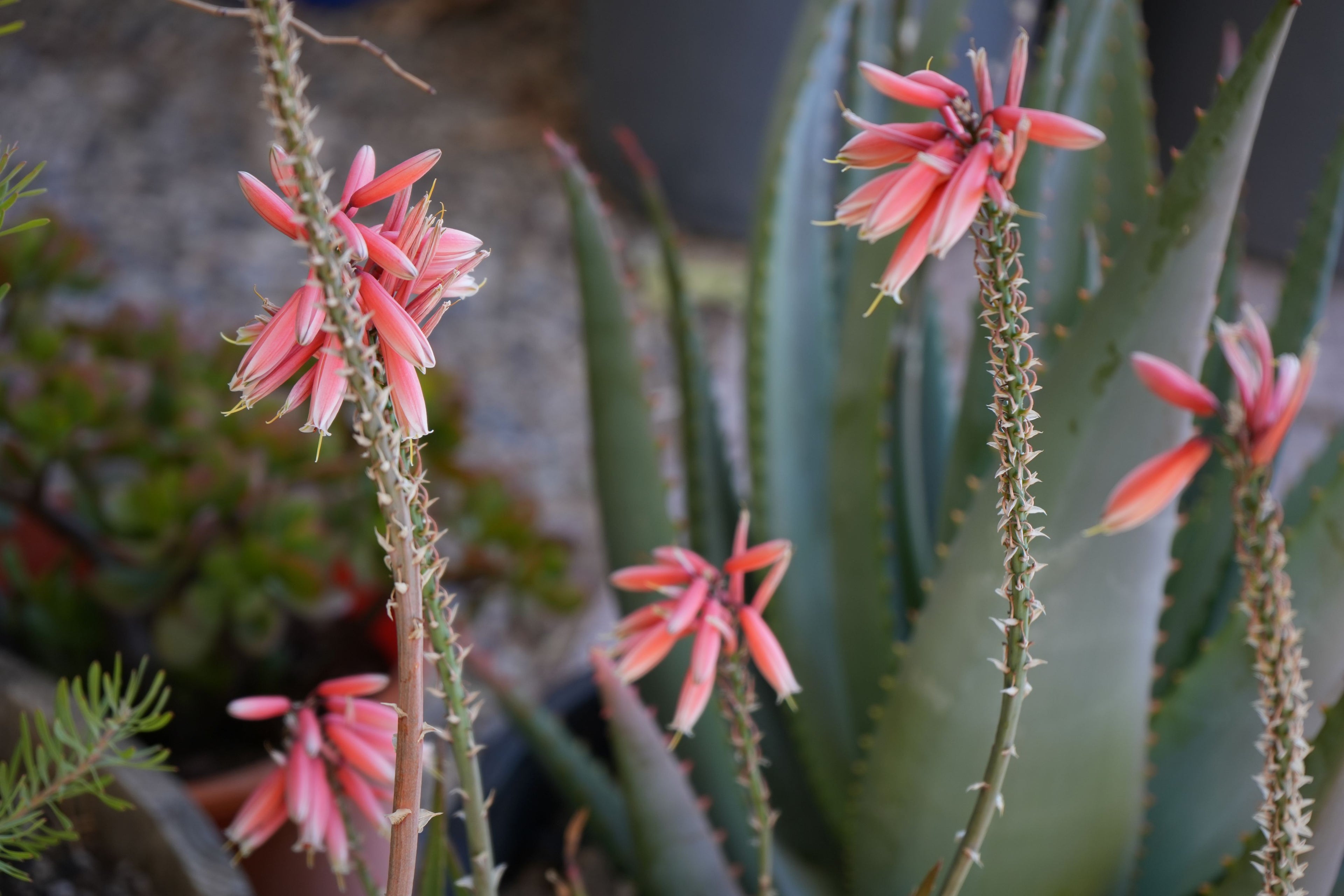 Aloe Safari Rose succulent with tall stems and pink tubular flowers, outdoor garden setting