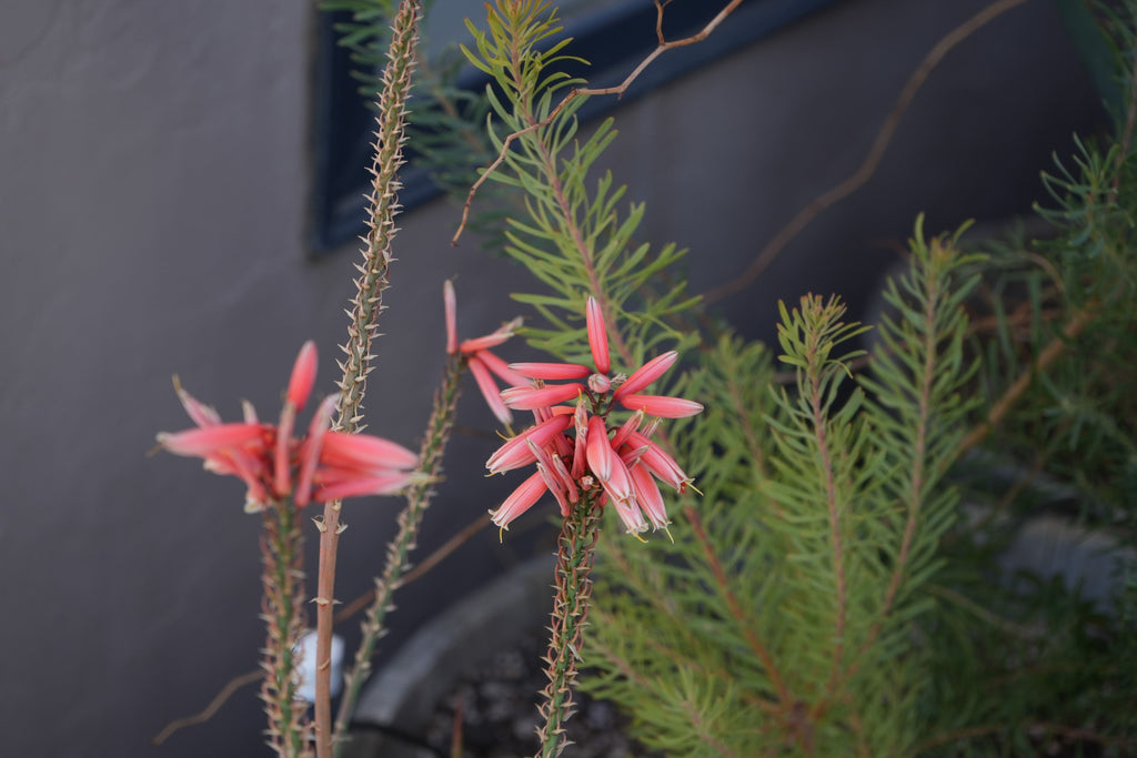Pink Aloe Safari Rose flowers with spiky stems and green foliage in an outdoor pot