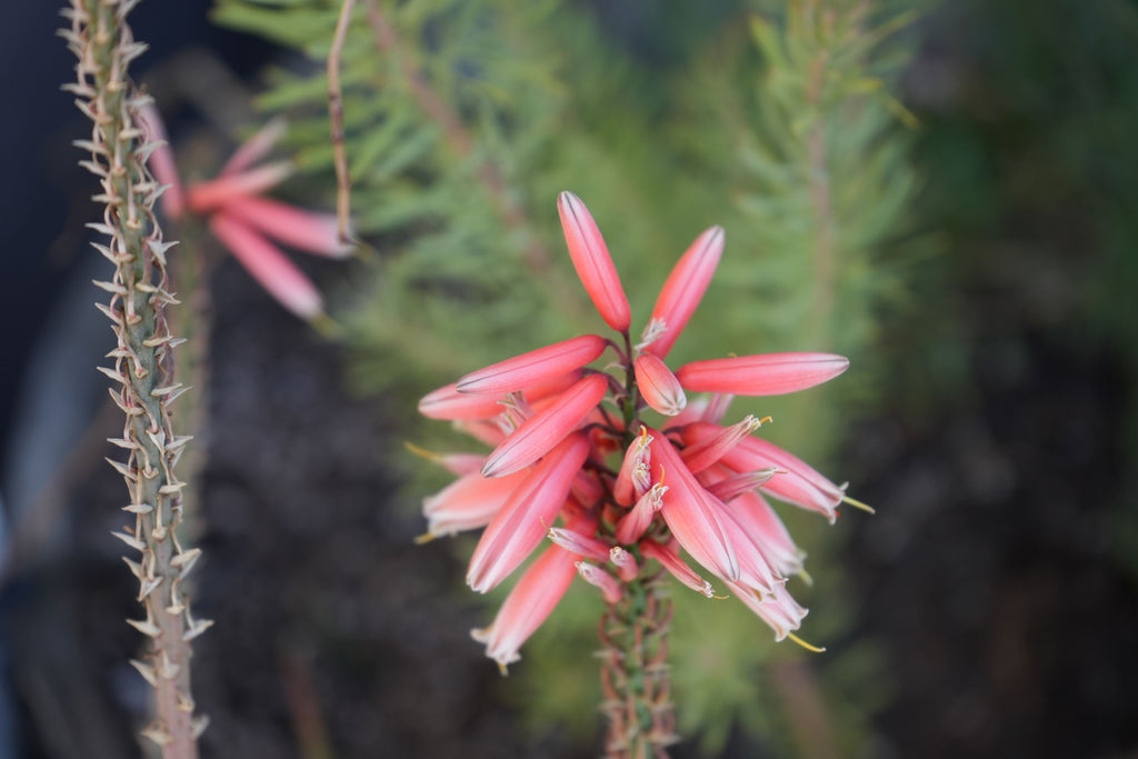 Aloe Safari Rose plant with vibrant pink tubular flowers and spiky stem, close-up outdoors