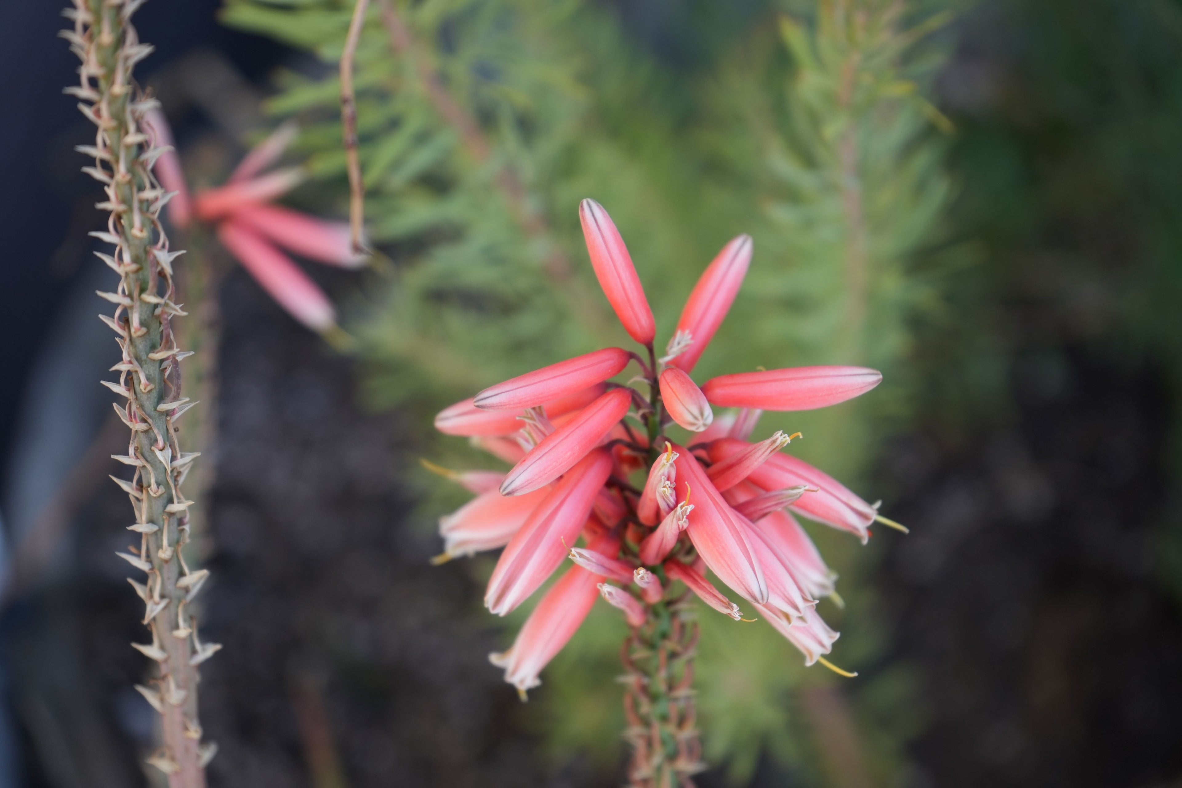 Aloe Safari Rose plant with vibrant pink tubular flowers and spiky stem, close-up outdoors